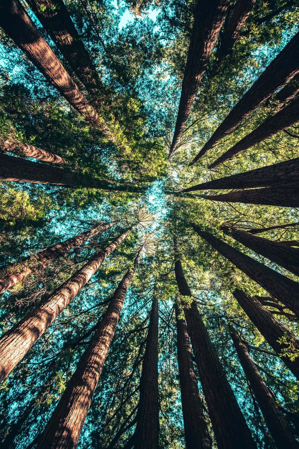 Tall Trees Worms Eye View Shot Background