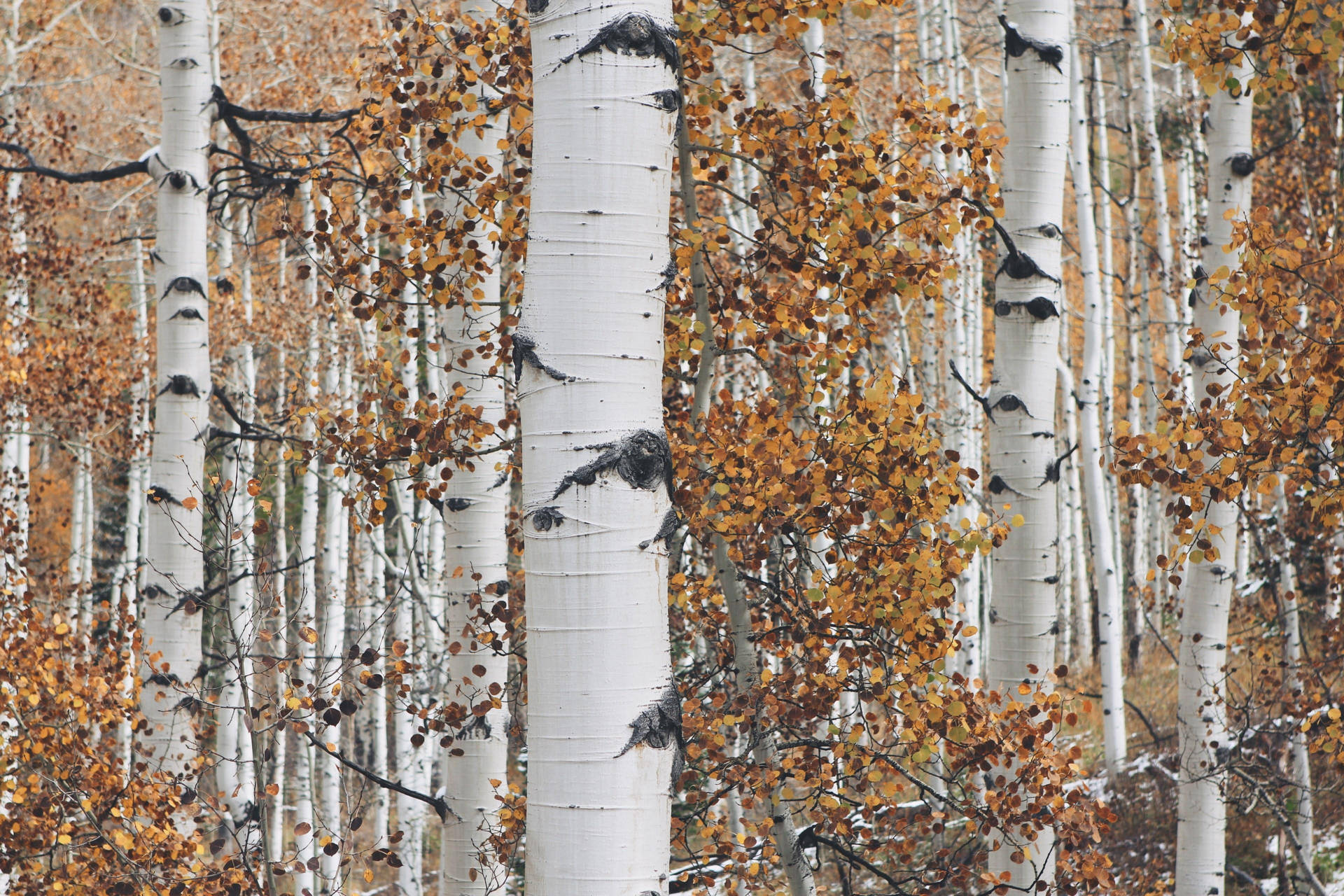 Tall White Aspen Birch Tree Background