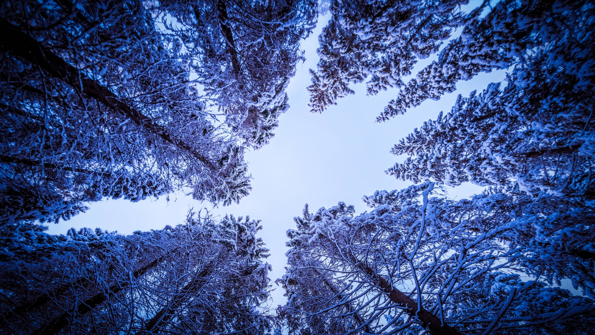 Tall Winter Aesthetic Trees Background