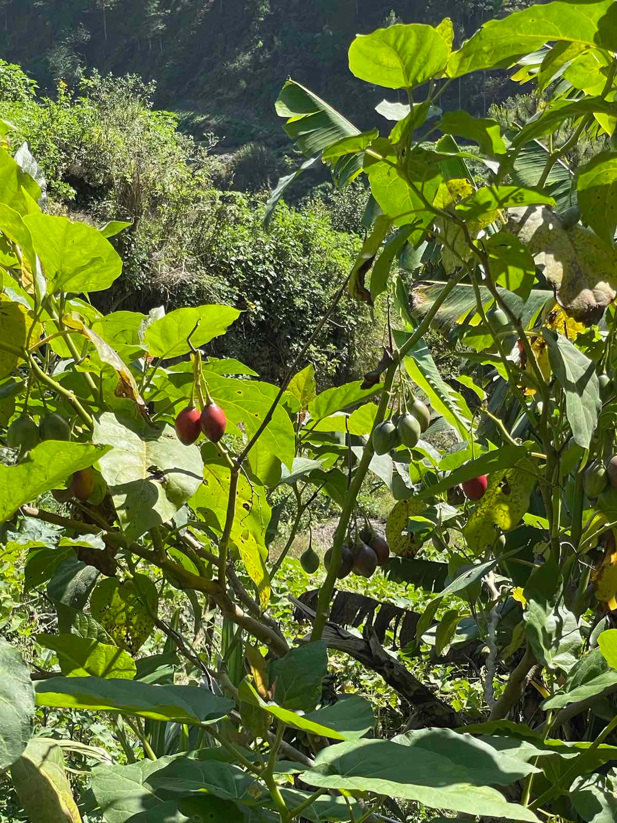 Tamarillo Fruit Tree Outdoor Shot
