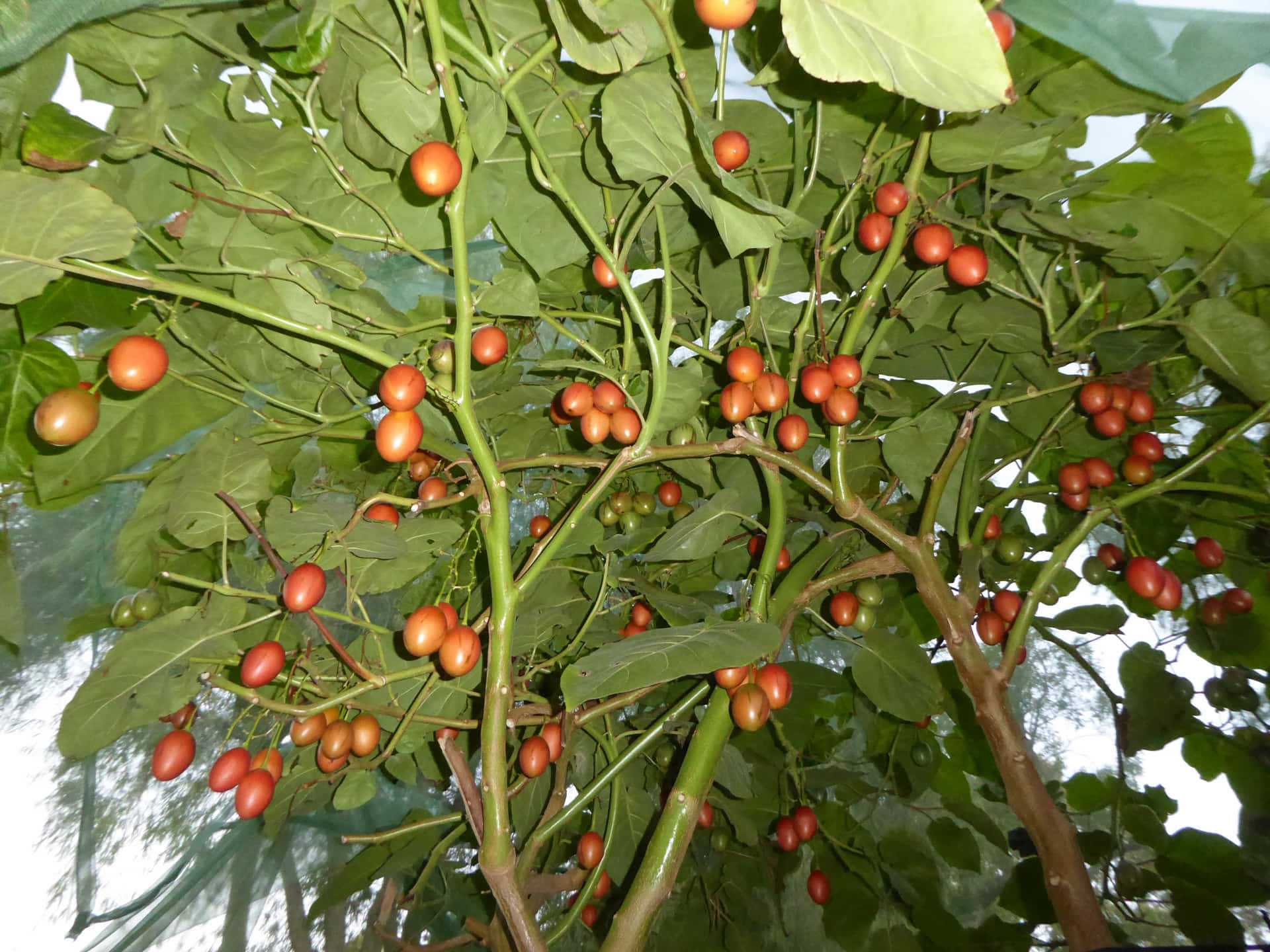 Tamarillo Tree Low Level Angle Shot Background