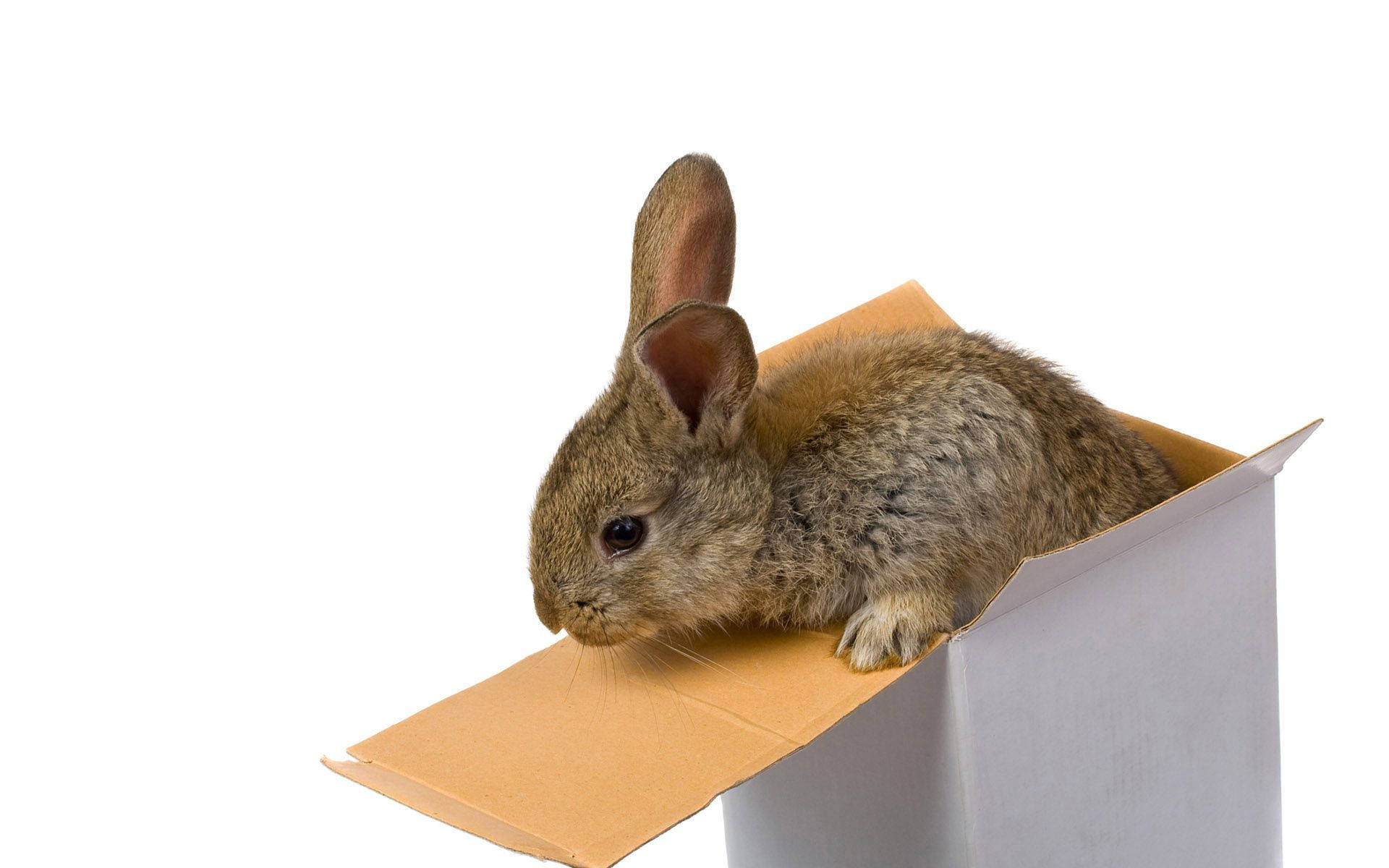 Tan Rabbit In Box Background