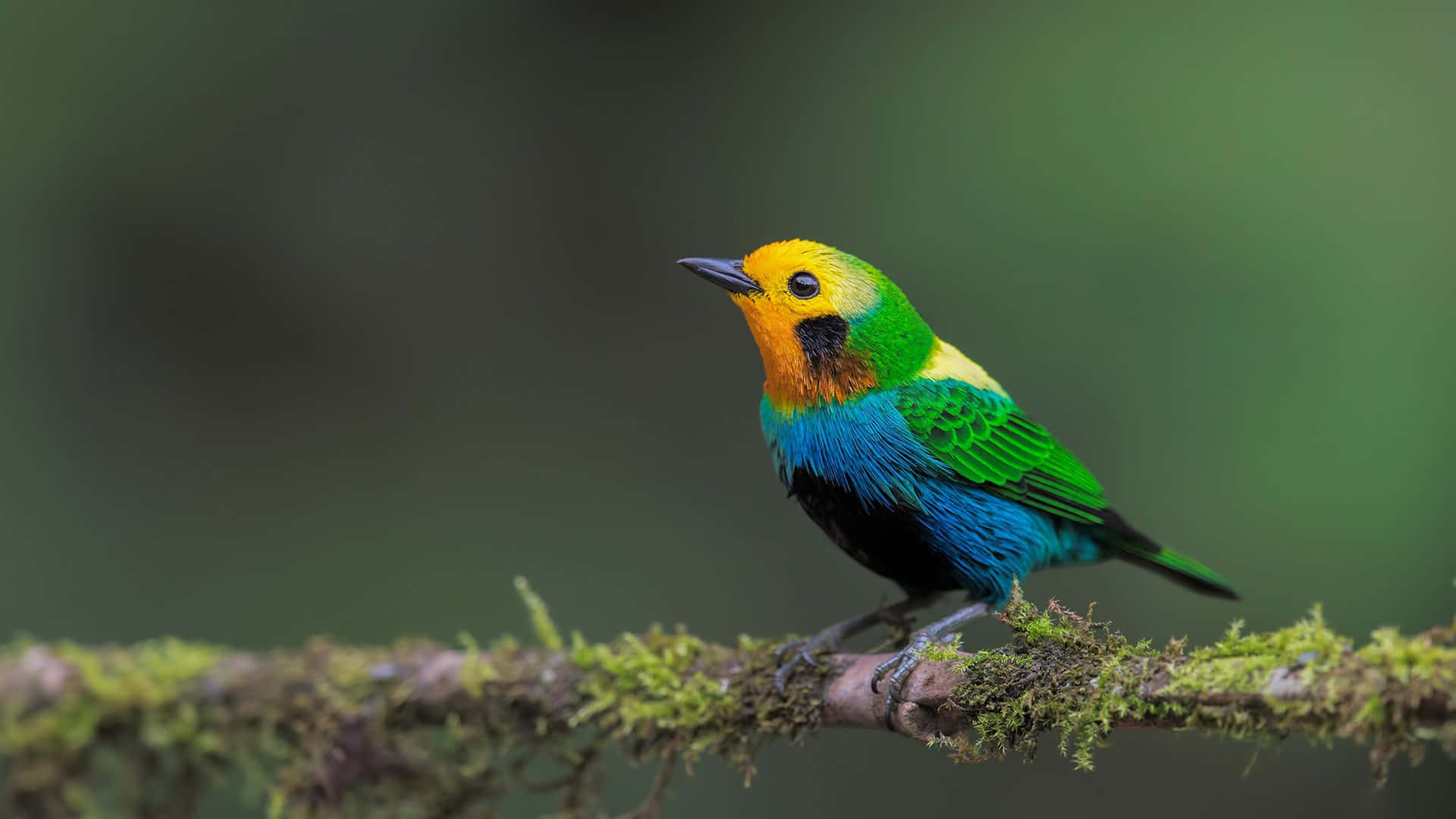 Tanager Bird Iphone Background Image