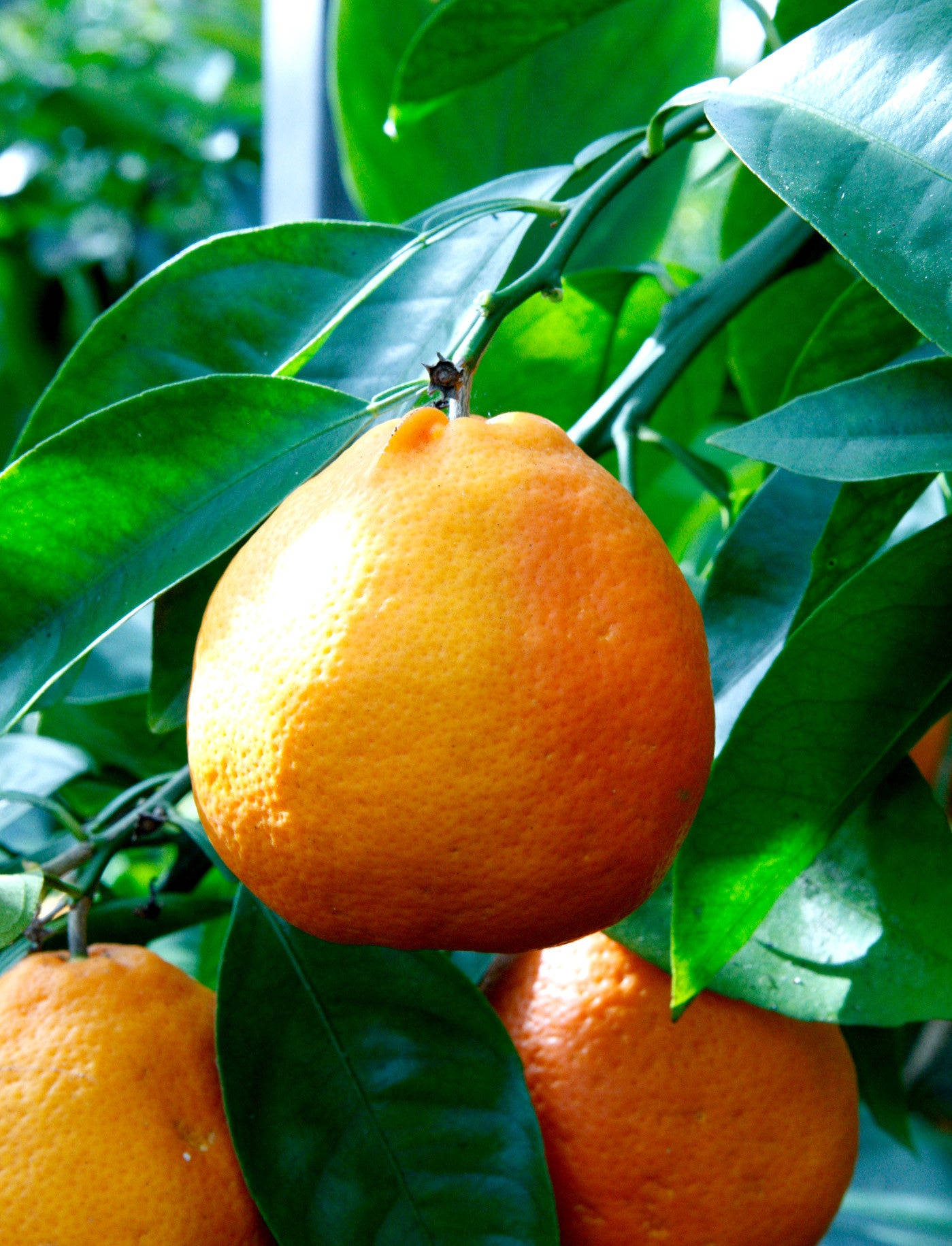 Tangelo Fruits During Daylight Background