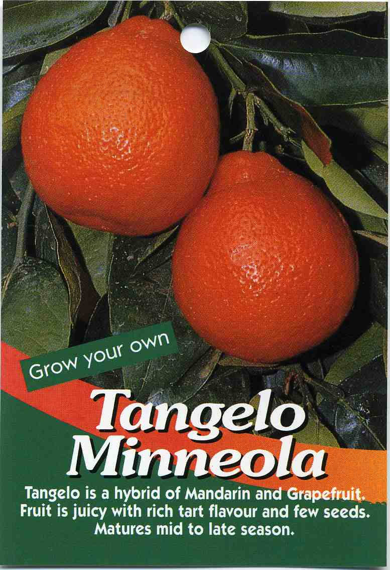 Tangelo Minneola Poster