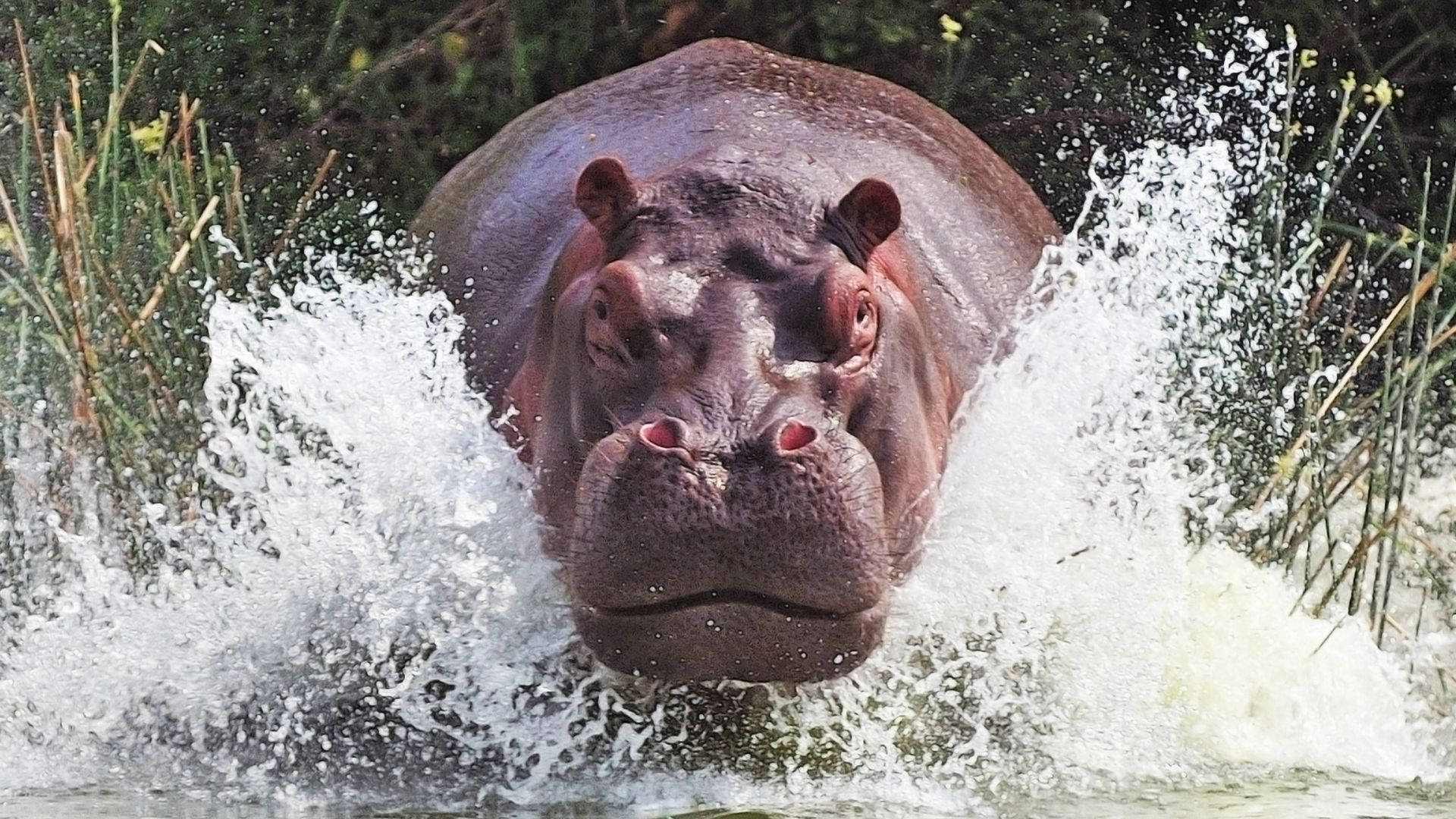 Tank Built Hippopotamus Background