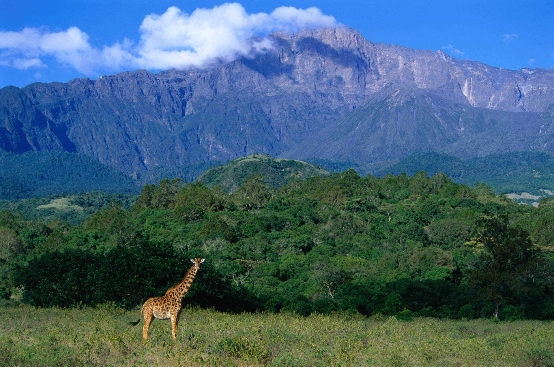 Tanzania Arusha National Park Background