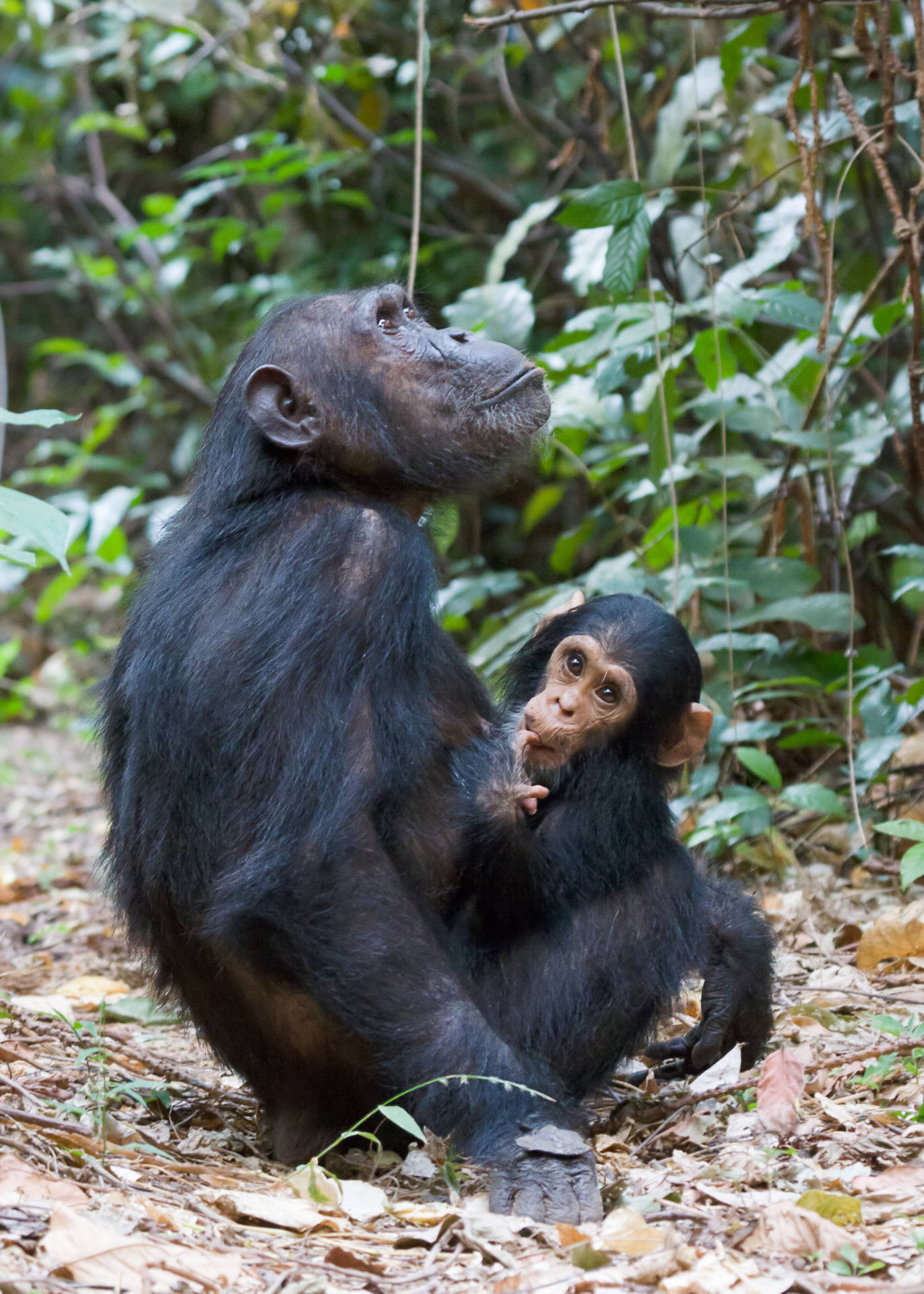 Tanzania Gombe National Park Background