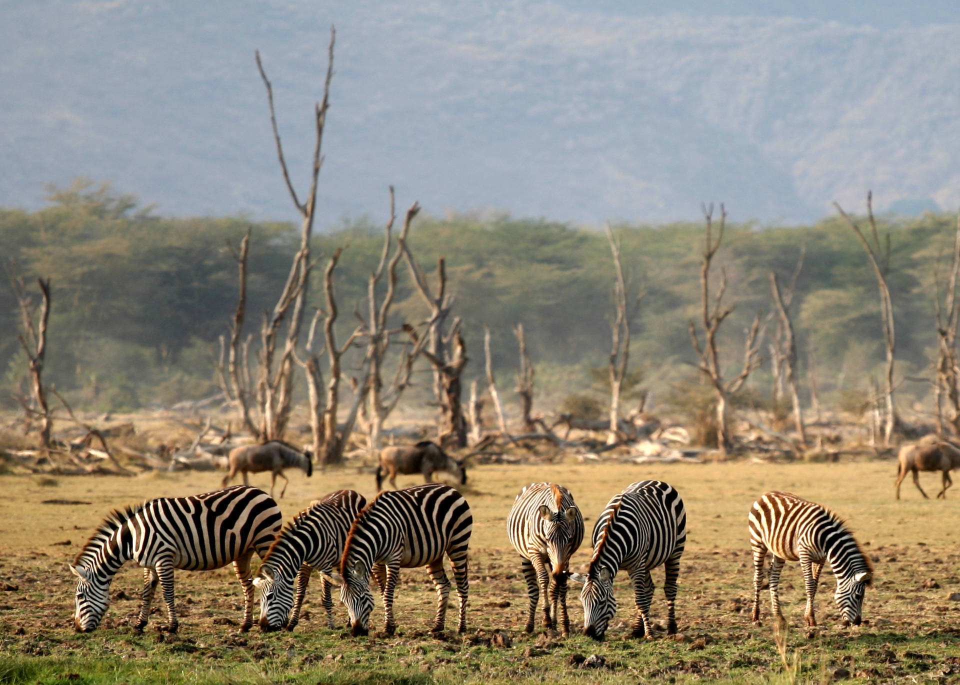 Tanzania Lake Manyara Background