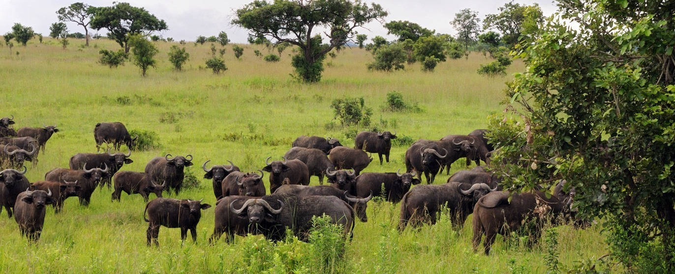 Tanzania Mikumi National Park Background