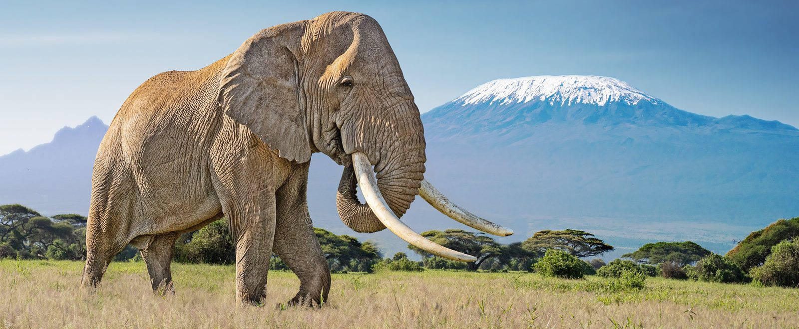 Tanzania Mount Kilimanjaro Background