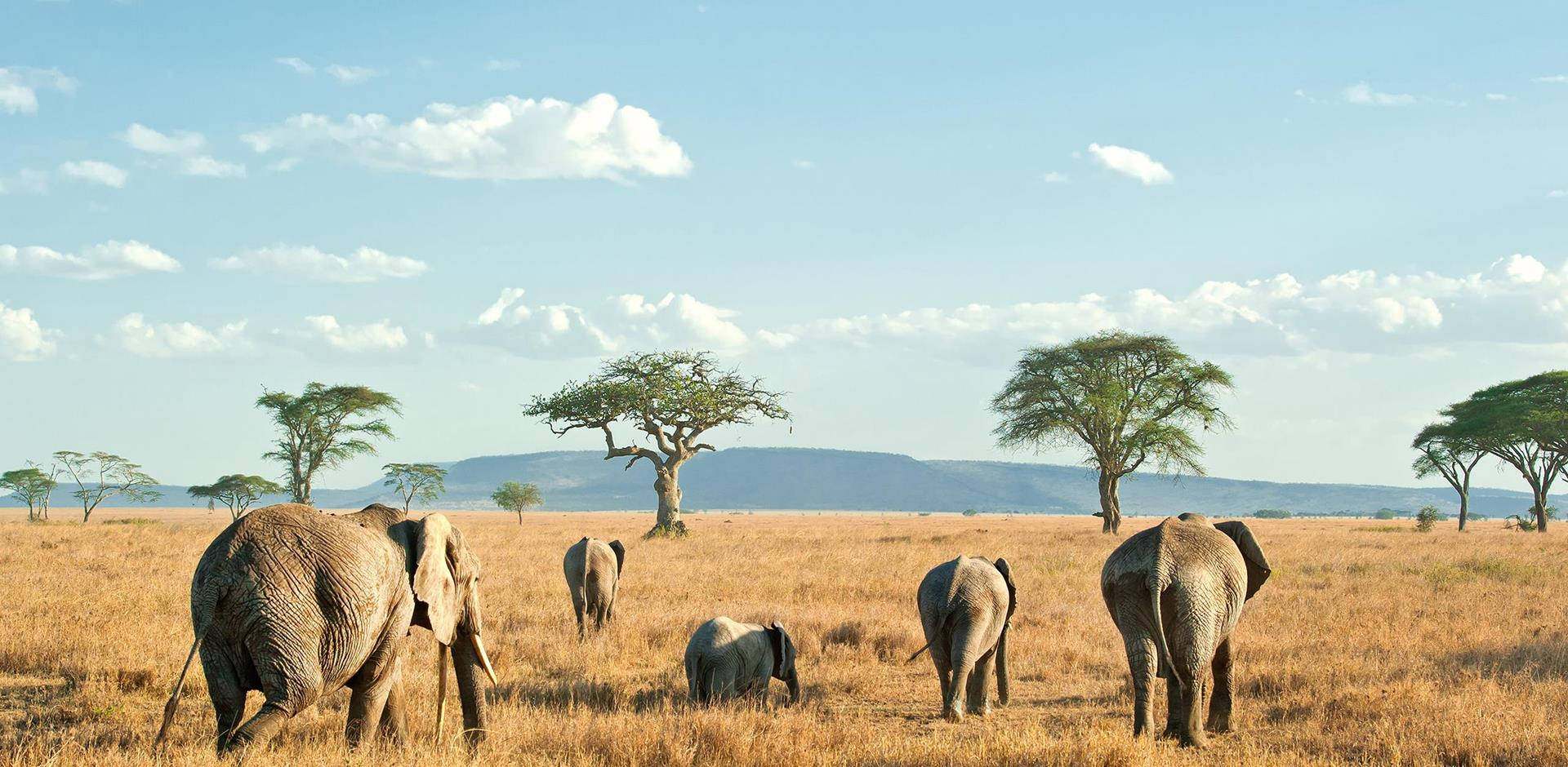 Tanzania Safari Park Background