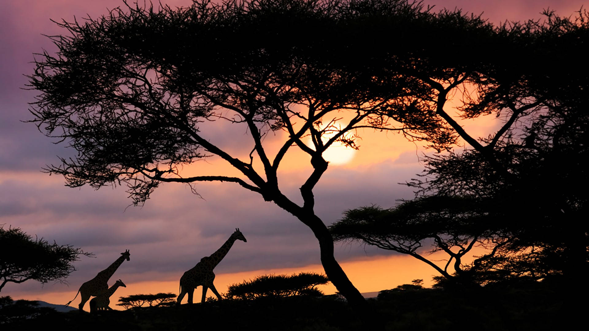 Tanzania Safari Sunset Background