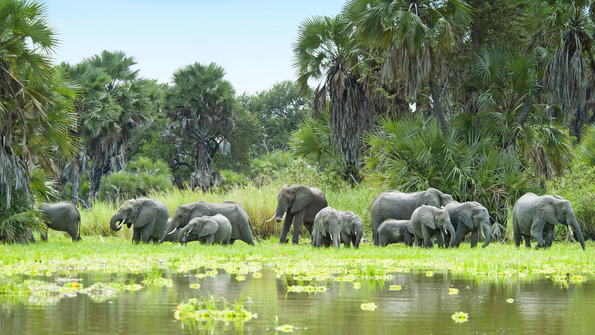 Tanzania Selous Game Reserve Background