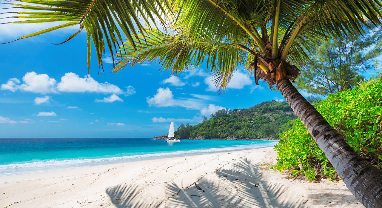 Tanzania Zanzibar Beach Background