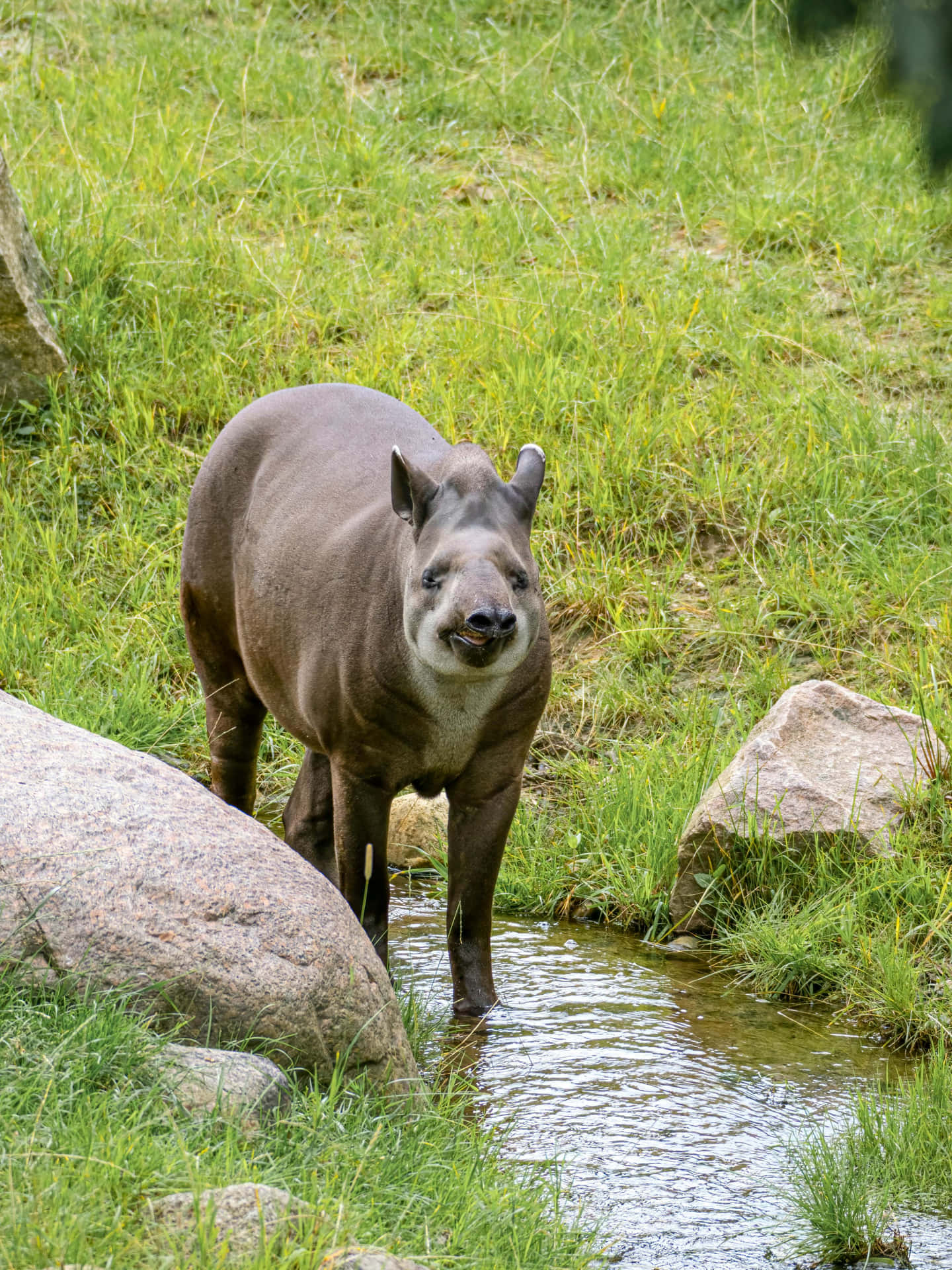 Tapir By Water Stream.jpg