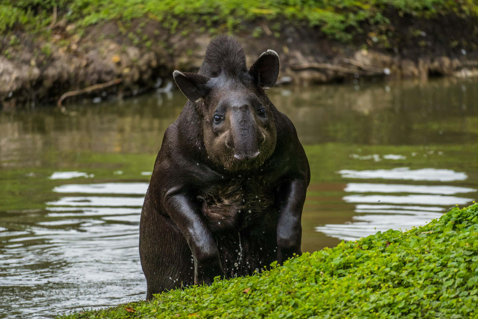 Tapir Emerging From Water