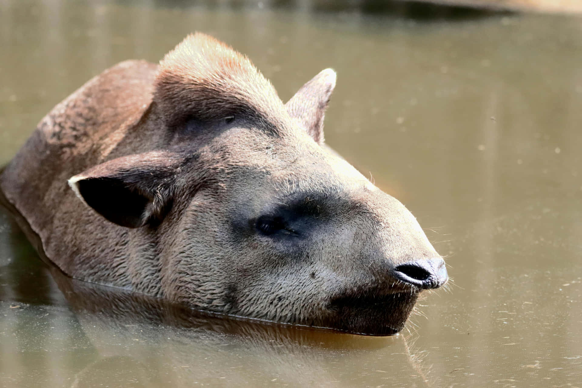 Tapir Enjoying Water Bath Background