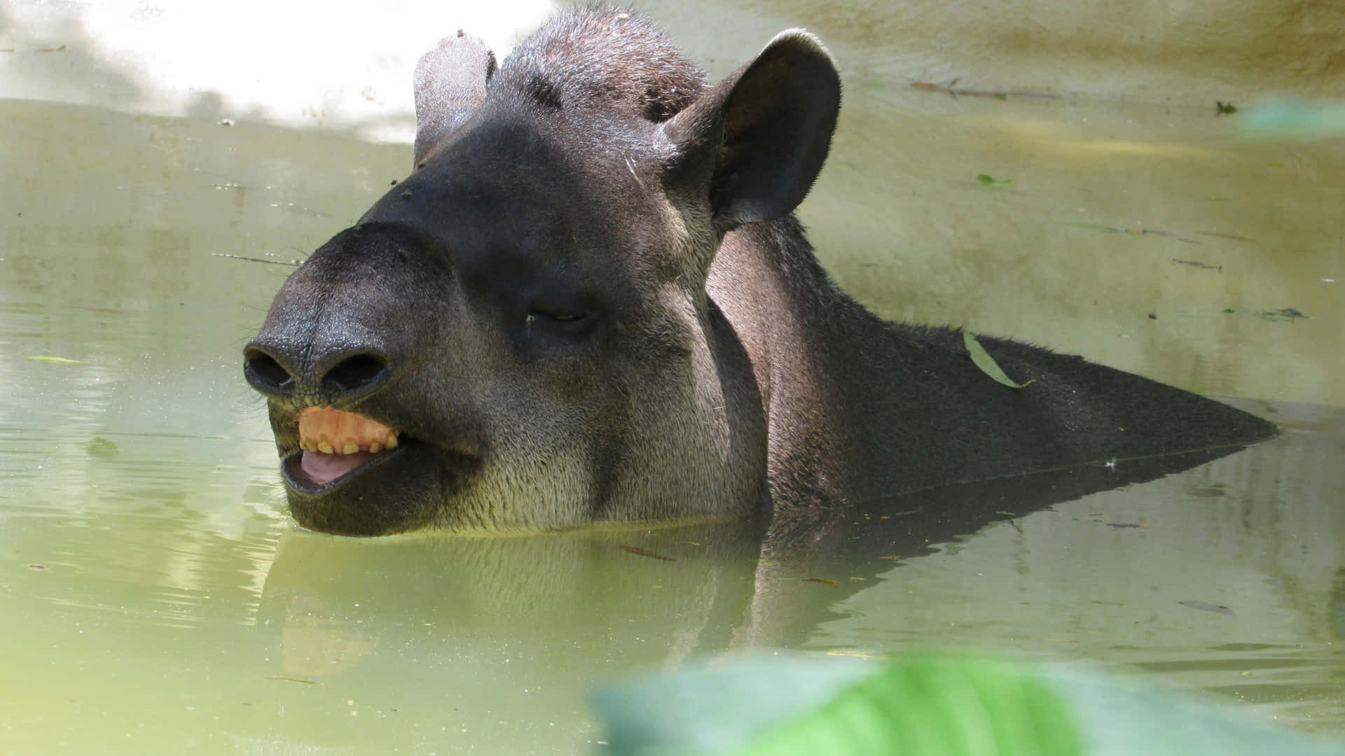 Tapir Enjoying Water Bath.jpg Background