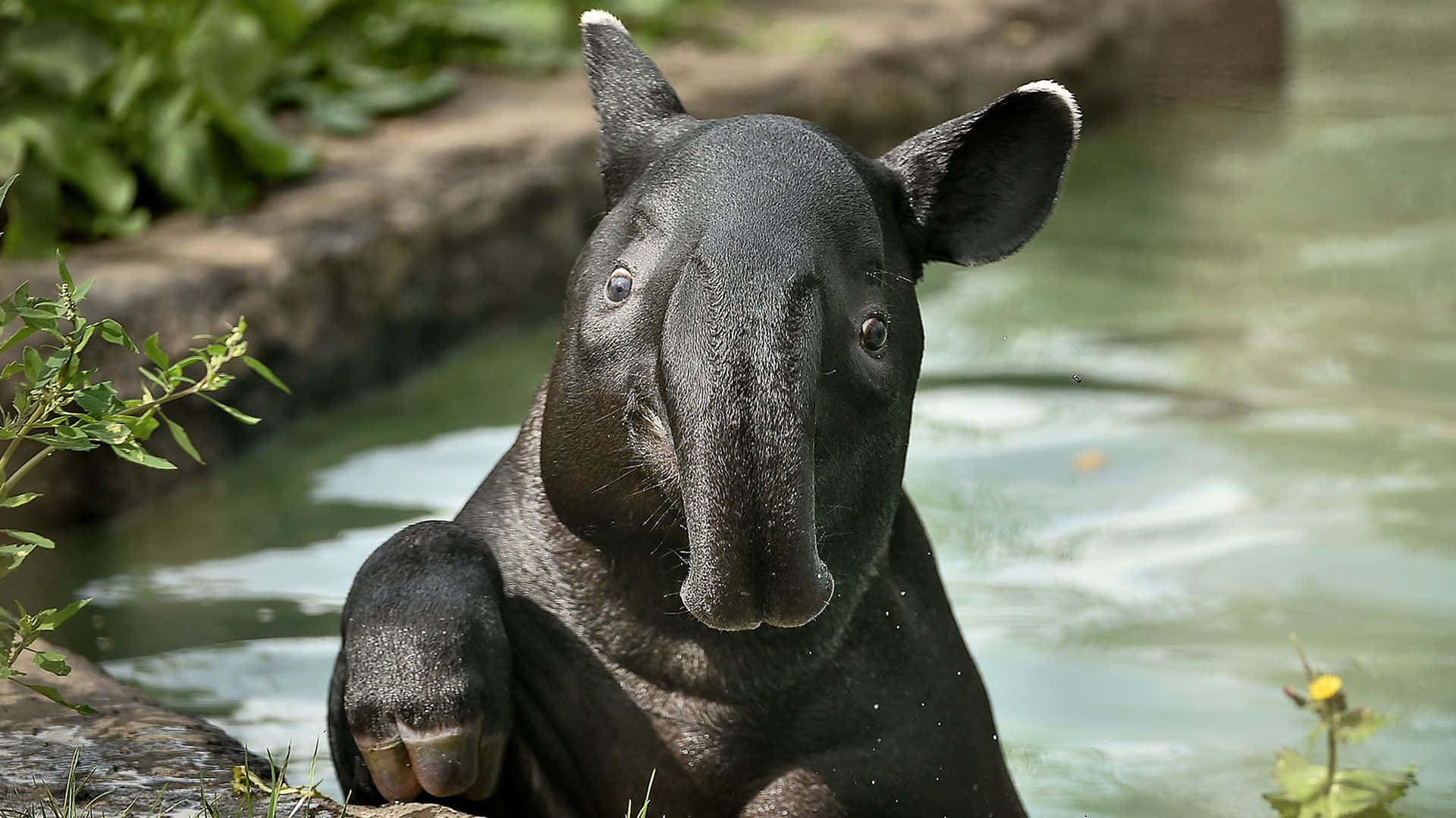 Tapir Relaxingin Water Background