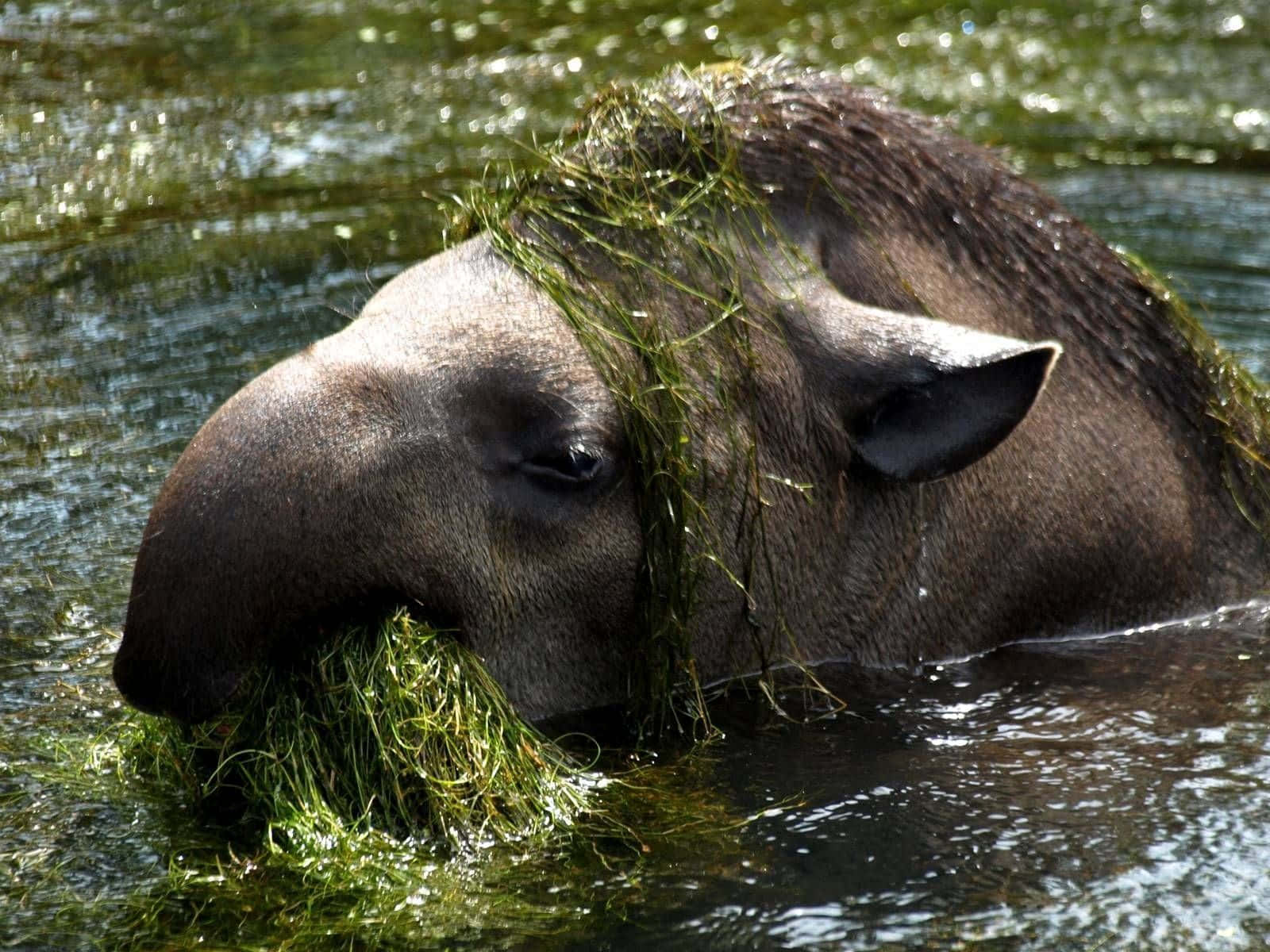 Tapir Swimming With Algae Background