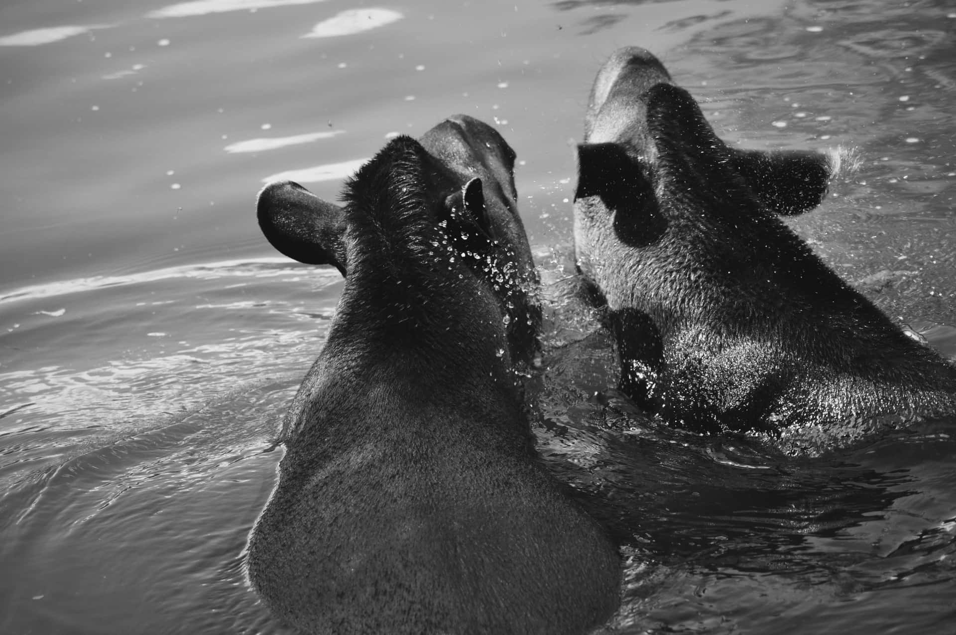 Tapirs Swimming Monochrome Background