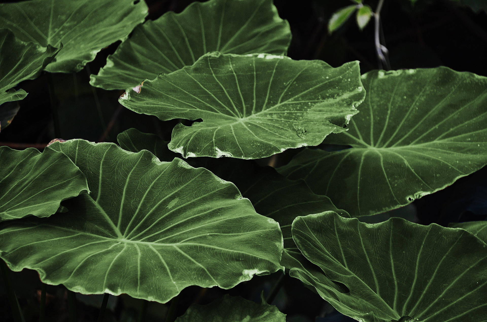 Taro Green Leaves Background