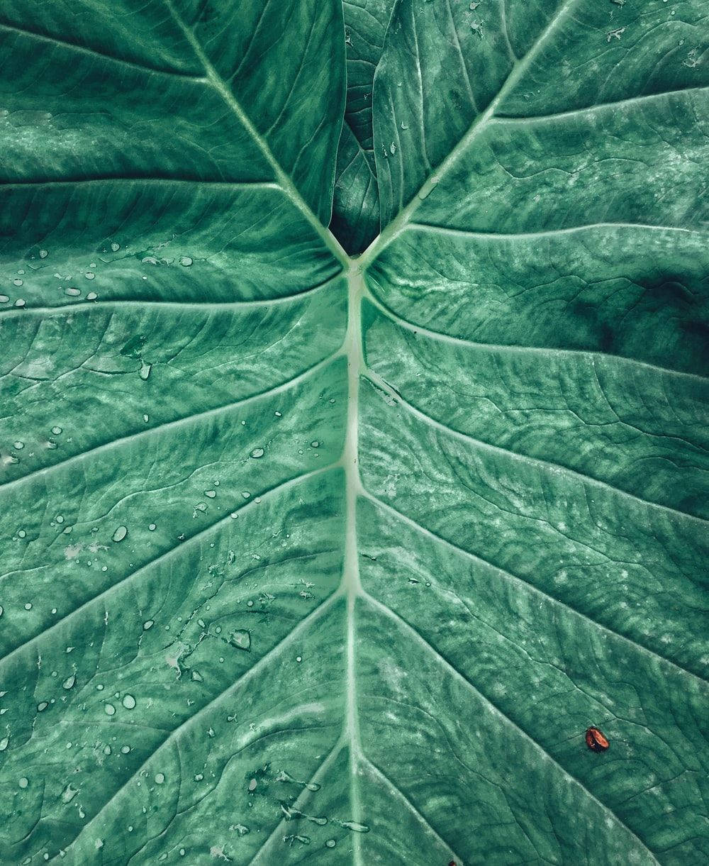 Taro Leaf All Best Background