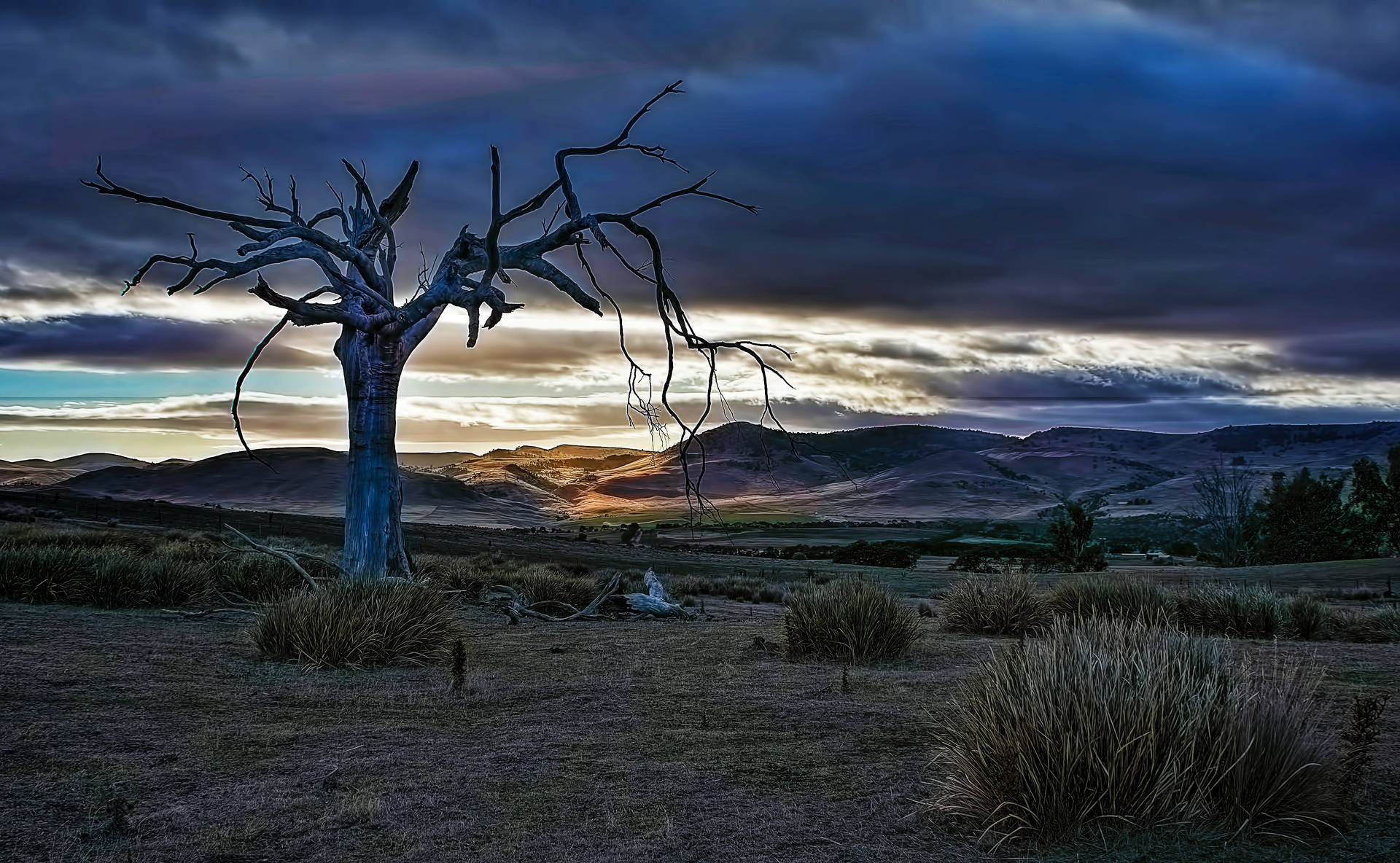 Tasmania Dead Tree Sunset Background