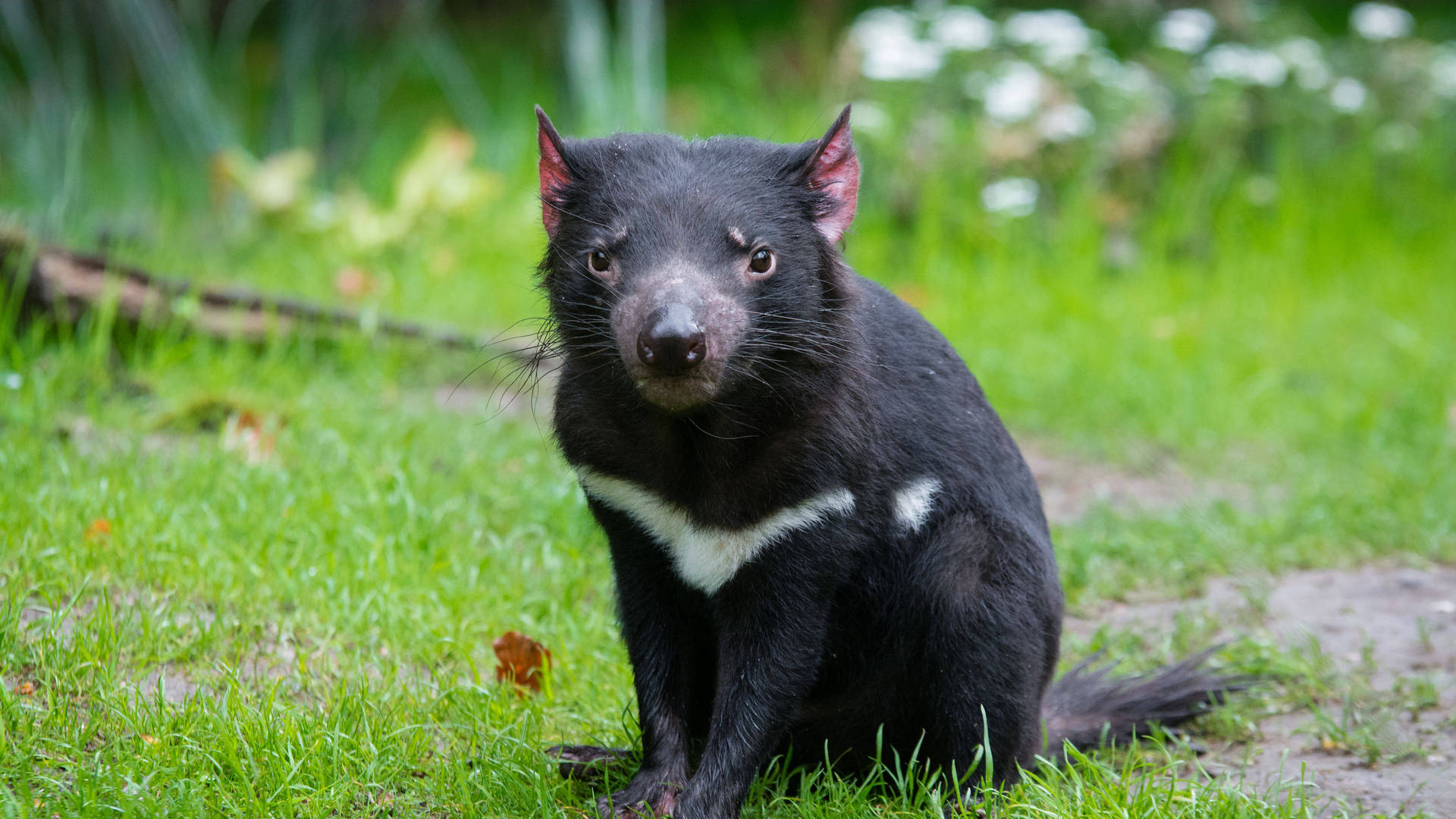 Tasmania Devil Black Grass Background