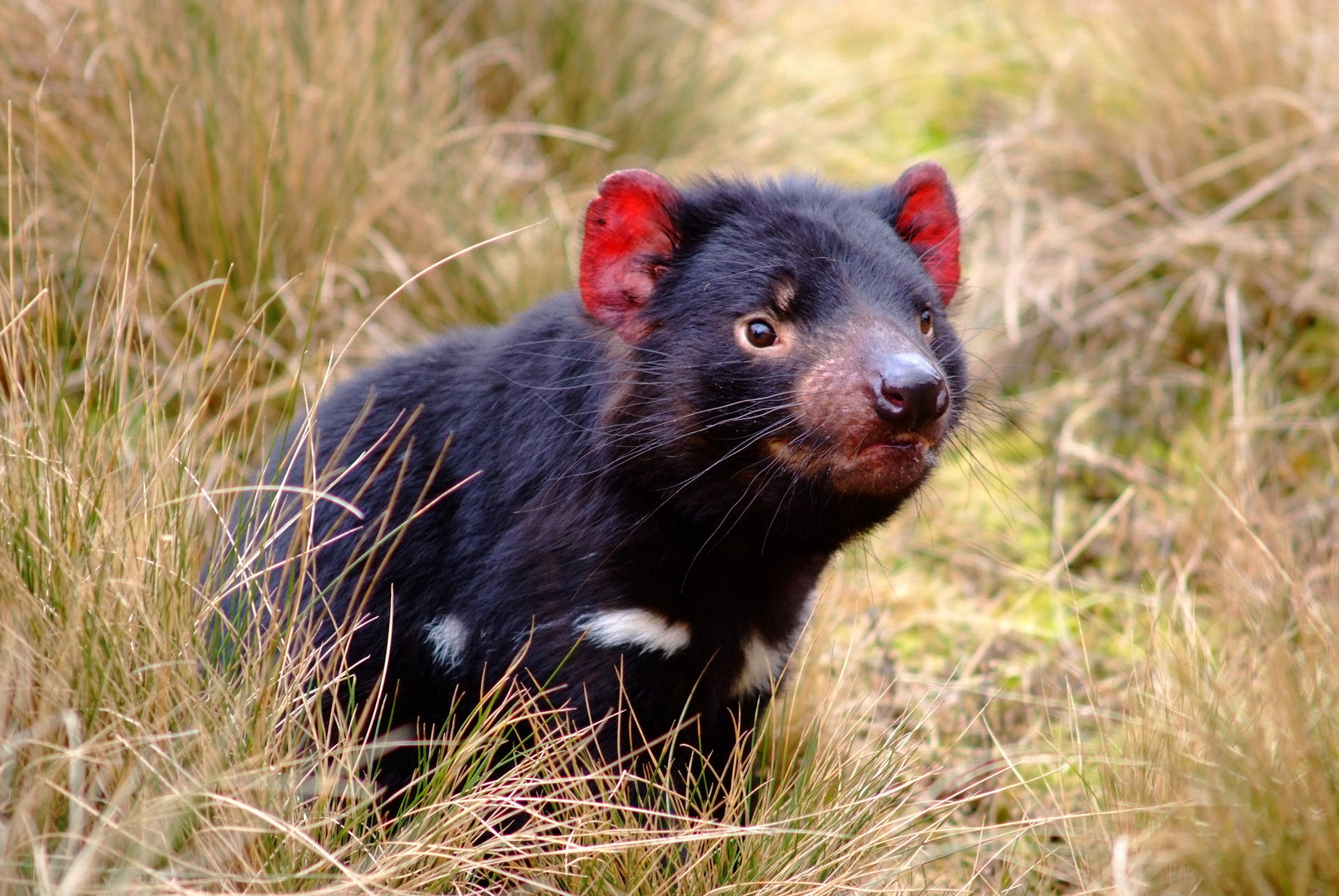 Tasmania Devil Red Ears Background