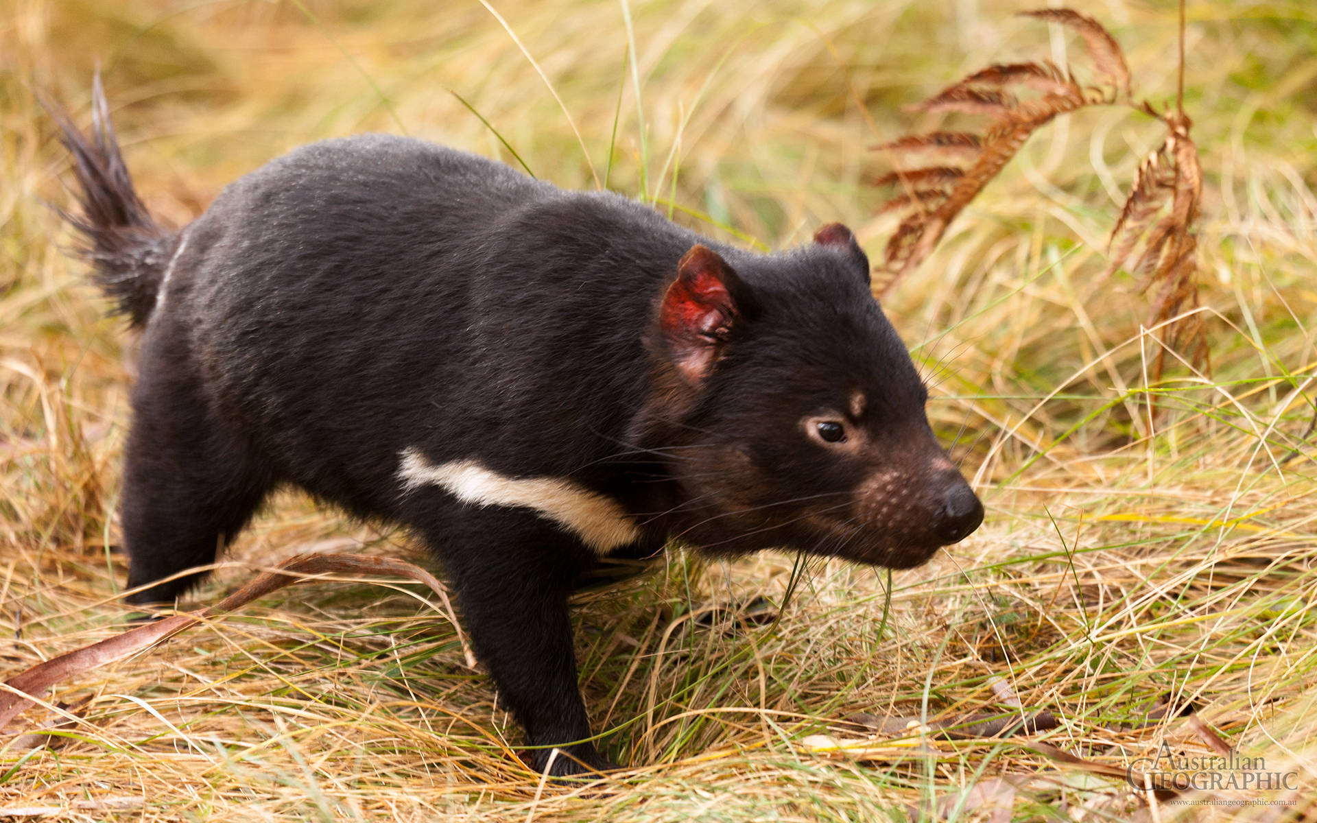 Tasmania Devil White Stripe