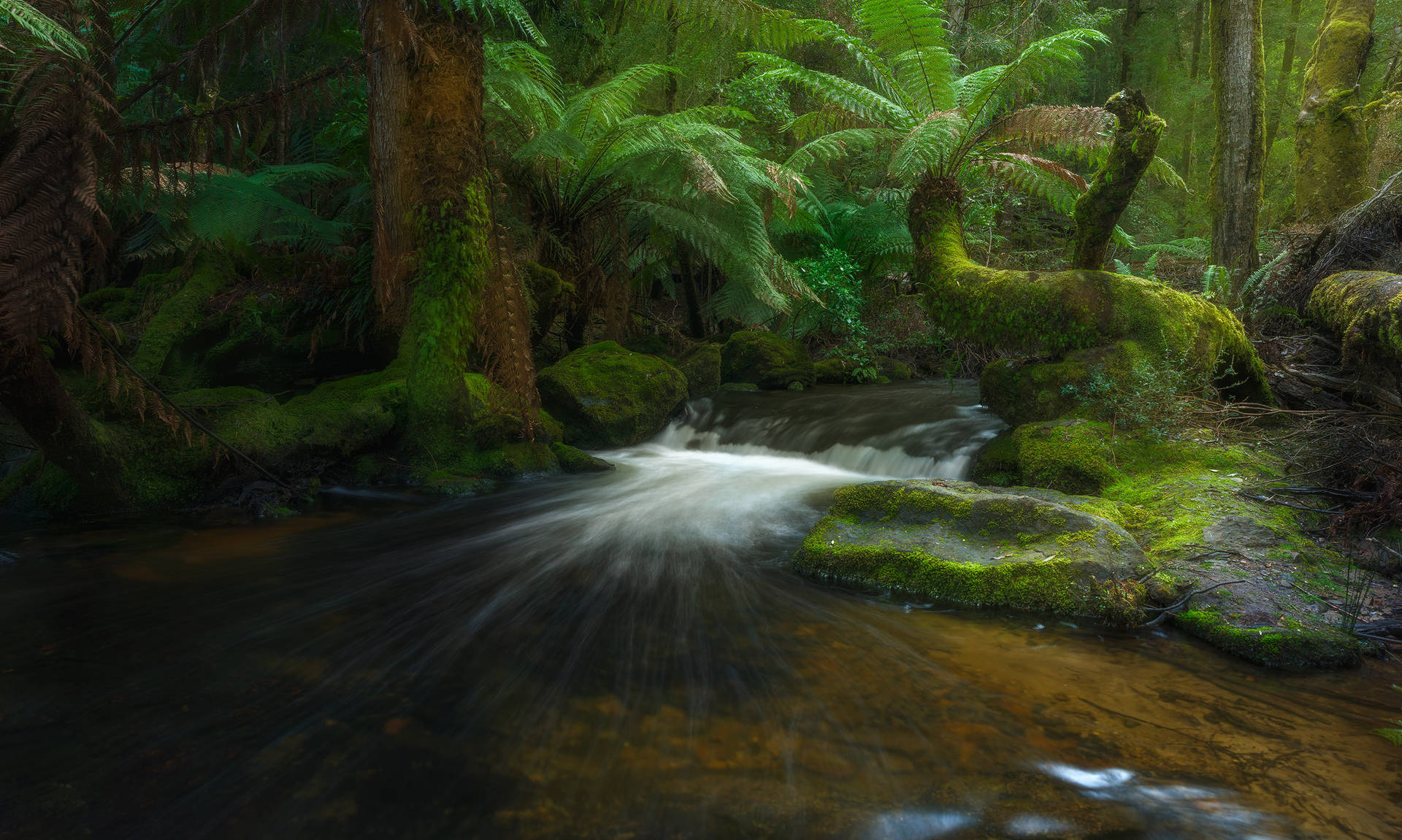 Tasmania Forest Small Pool Background