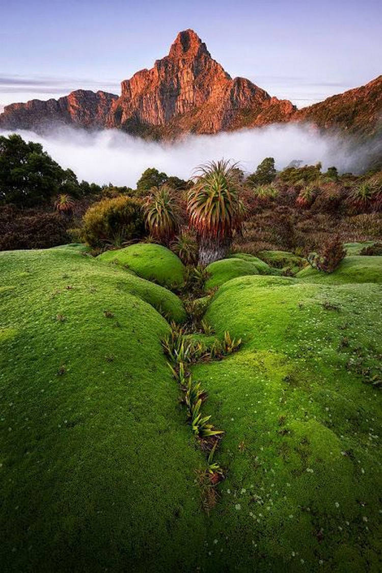 Tasmania Moss Fog Mountain Background