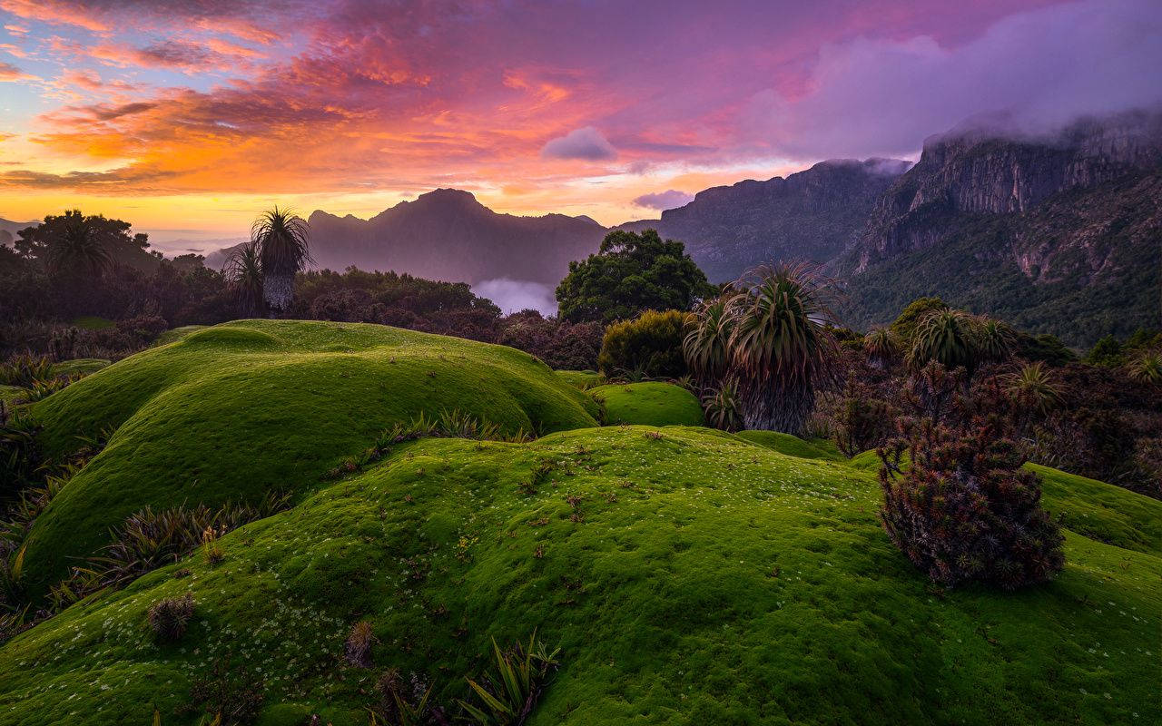 Tasmania Mossy Hills Background