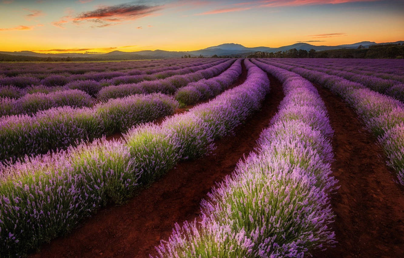 Tasmania Purple Plants Background