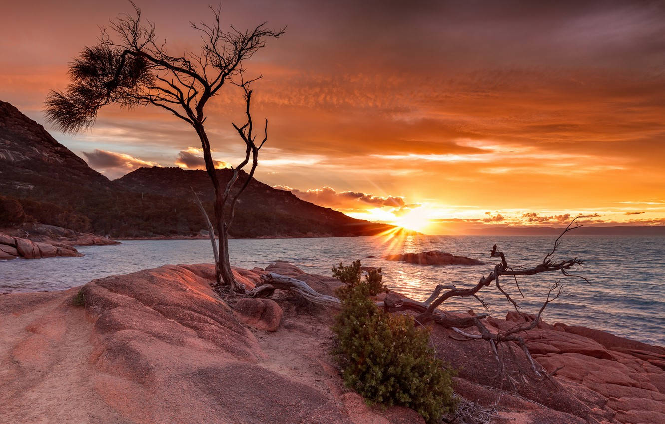 Tasmania Sunset Dying Tree Background