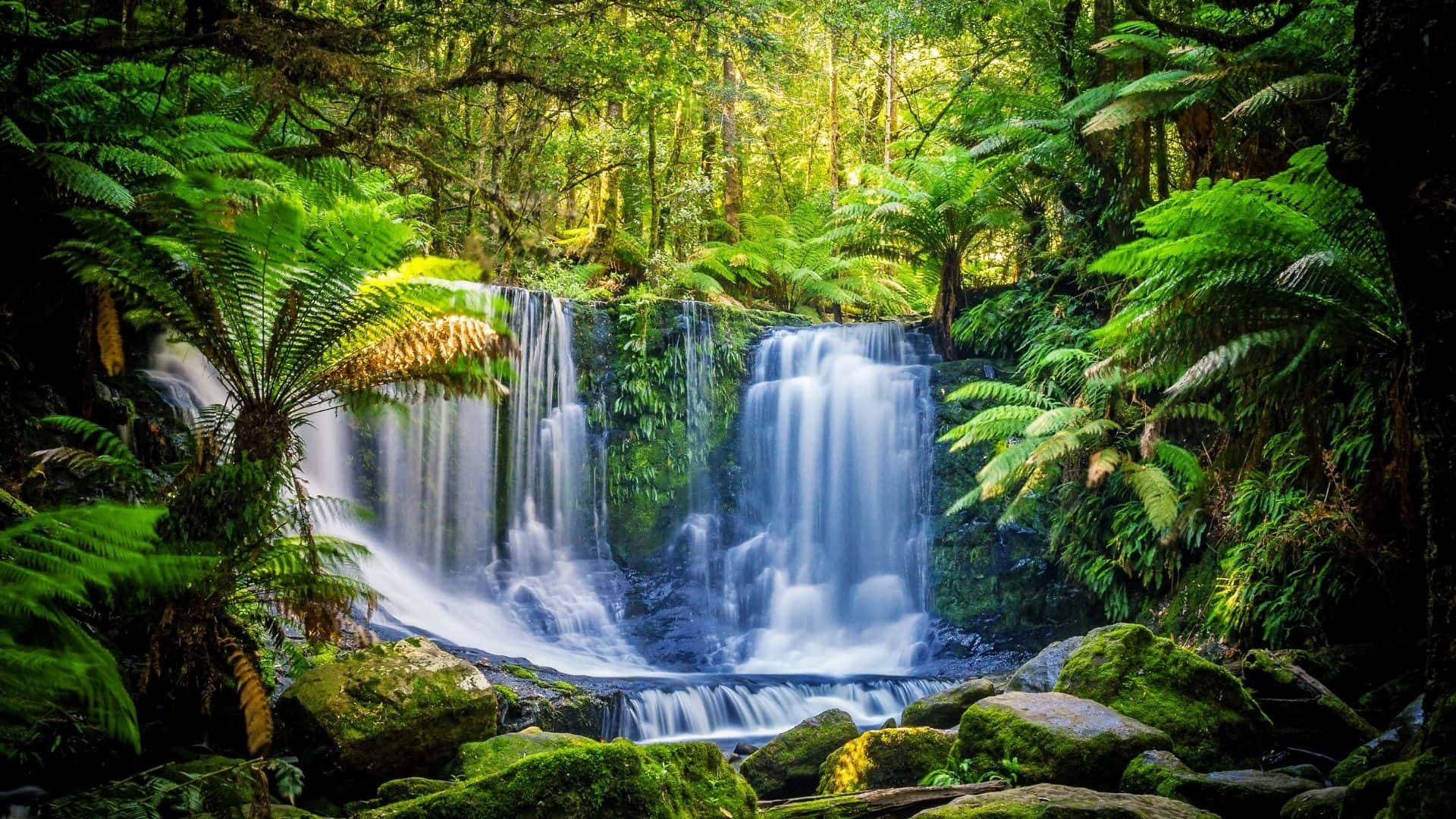 Tasmania Temperate Rainforest Background