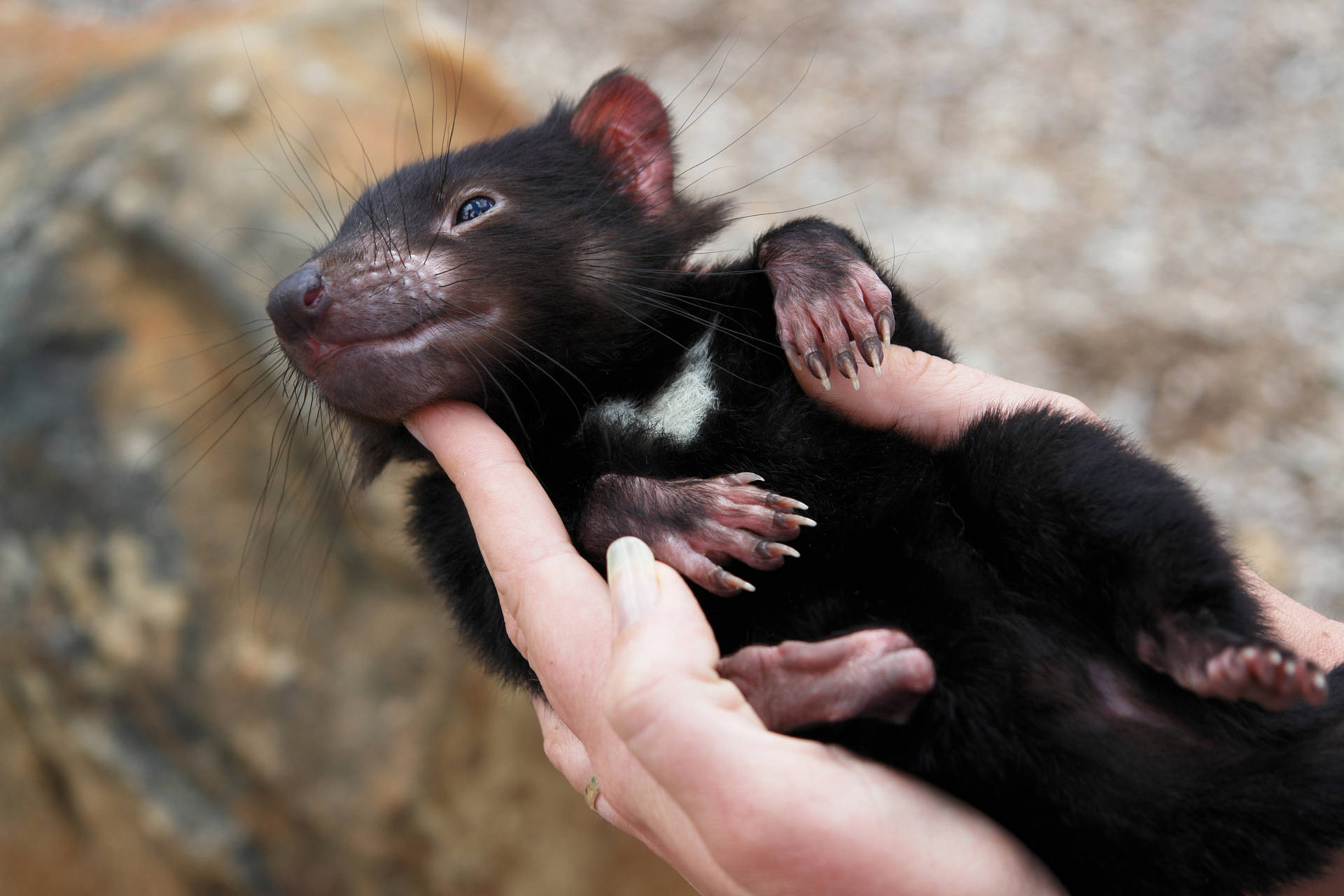 Tasmanian Devil, Animal, Arm Background