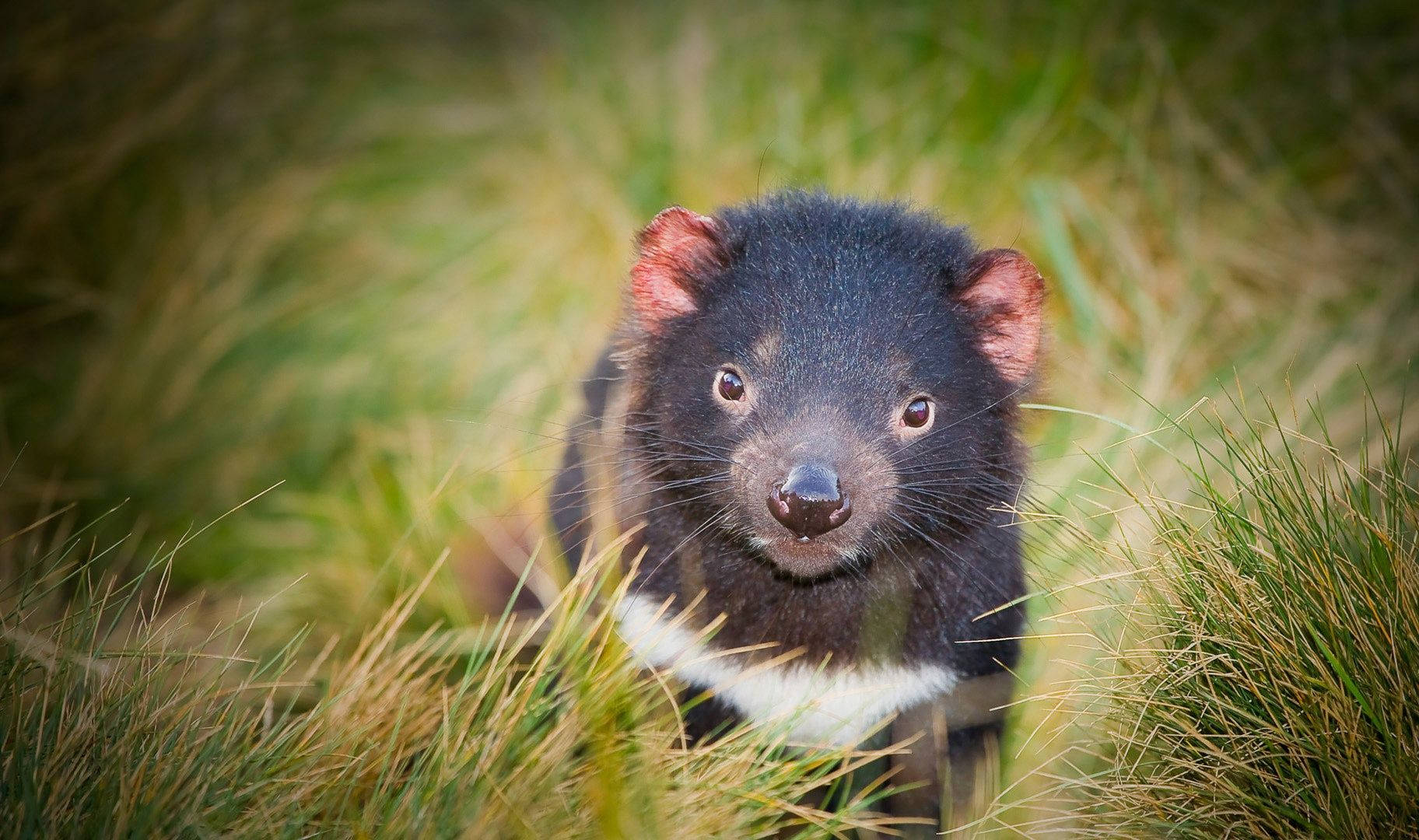 Tasmanian Devil Animal Background