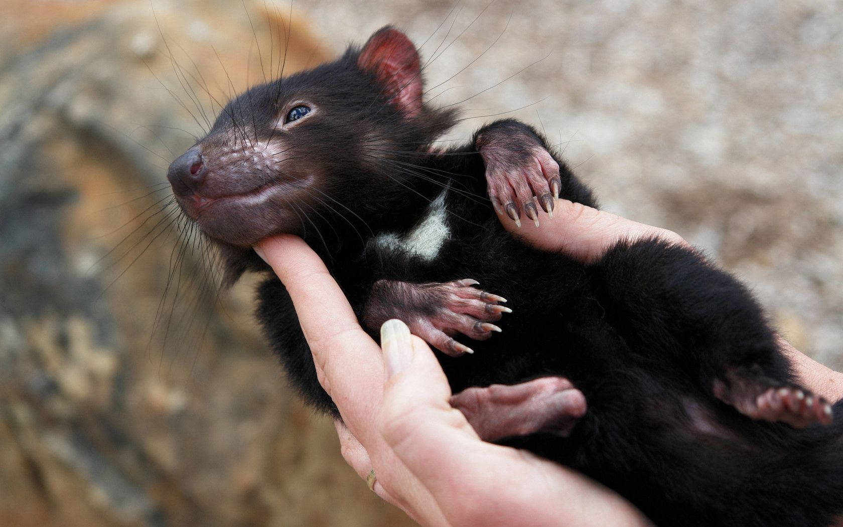 Tasmanian Devil, Marsupial, Animal, Lying, Arms Background