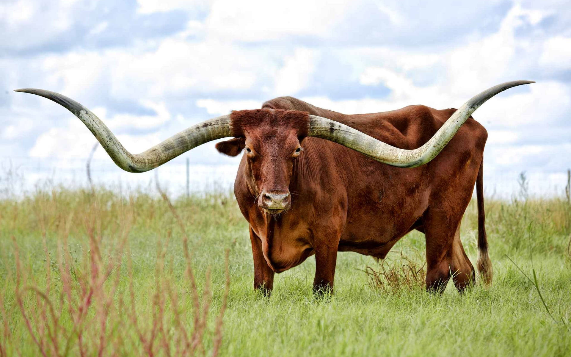 Taurus Bos Longhorn