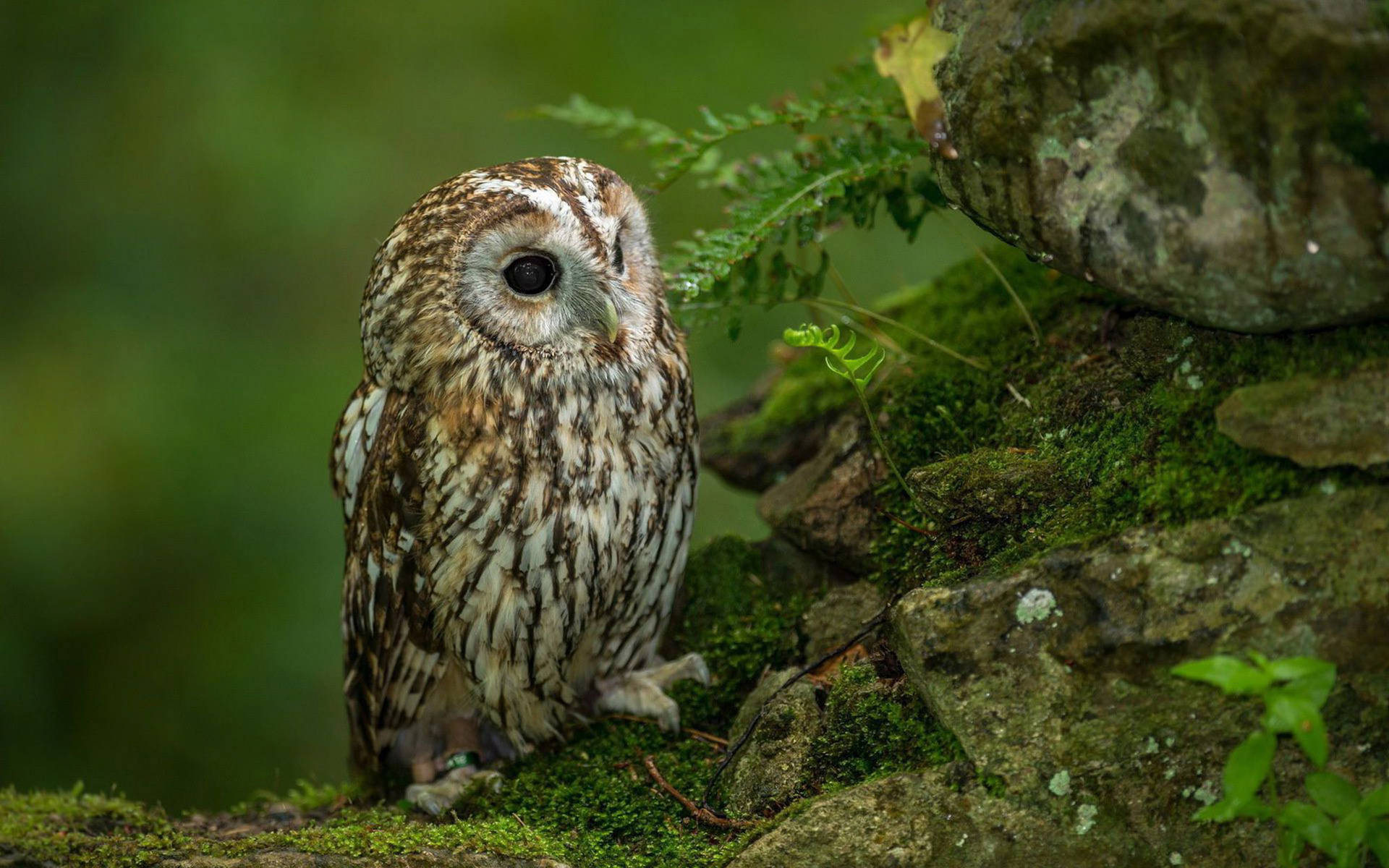 Tawny Cute Owl Background