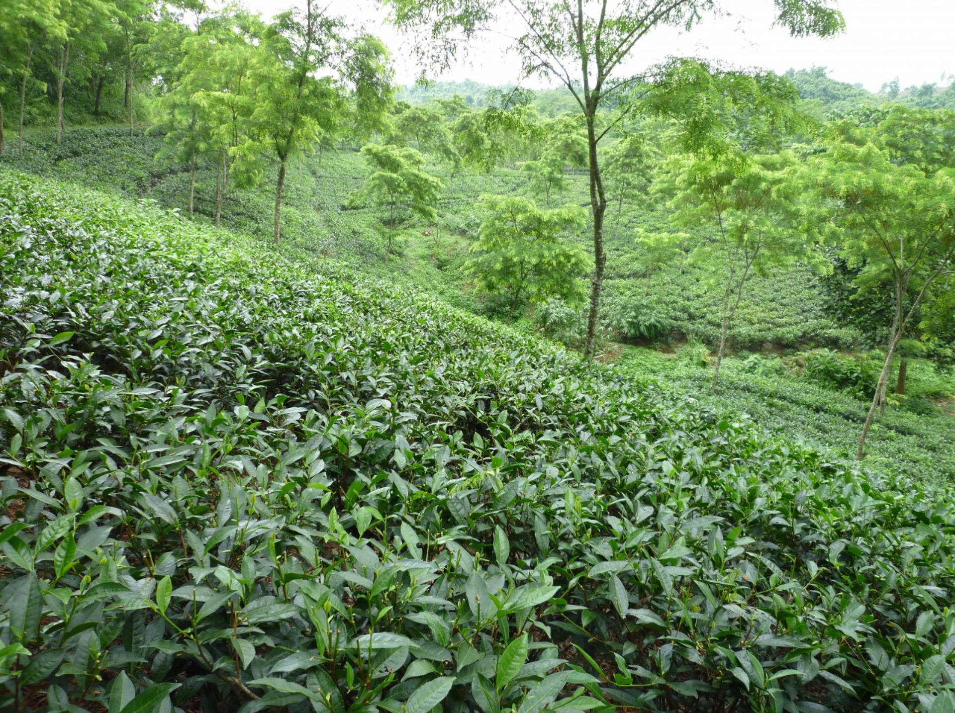 Tea Garden In Bangladesh Background