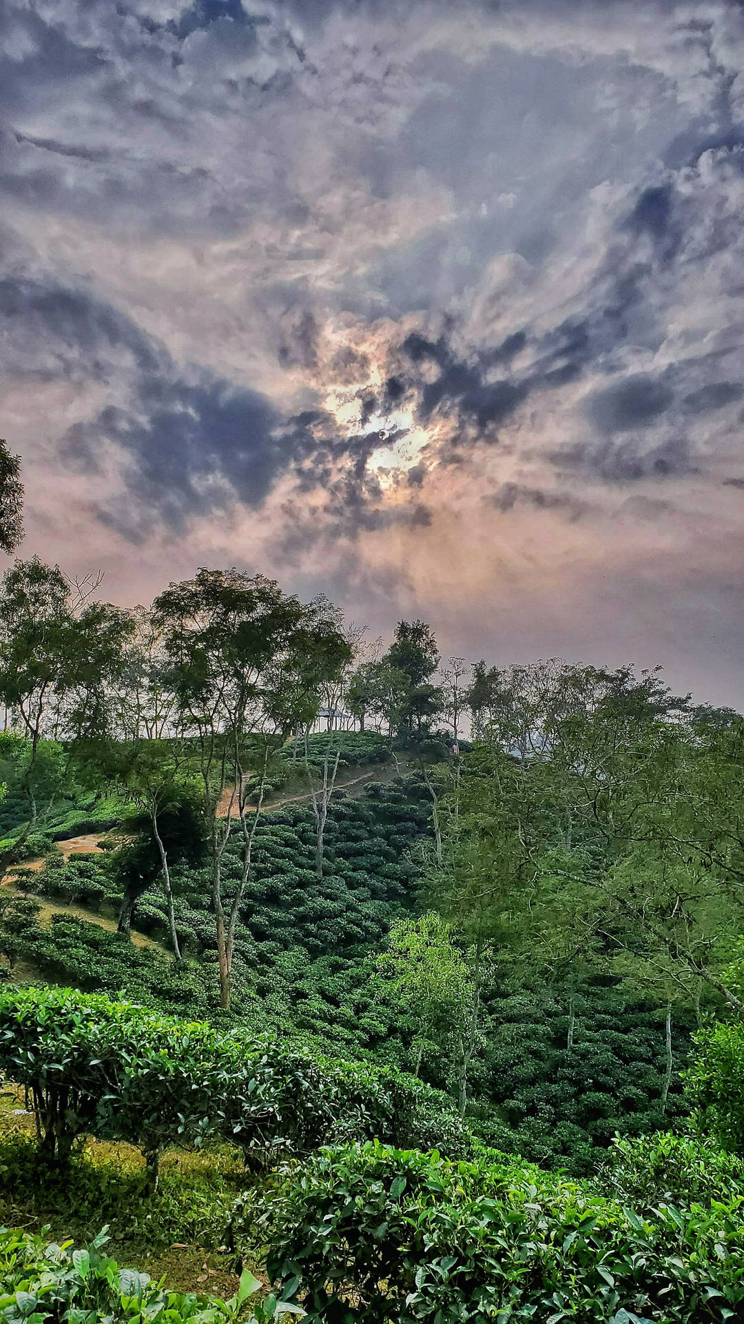 Tea Garden In Sreemangal Background