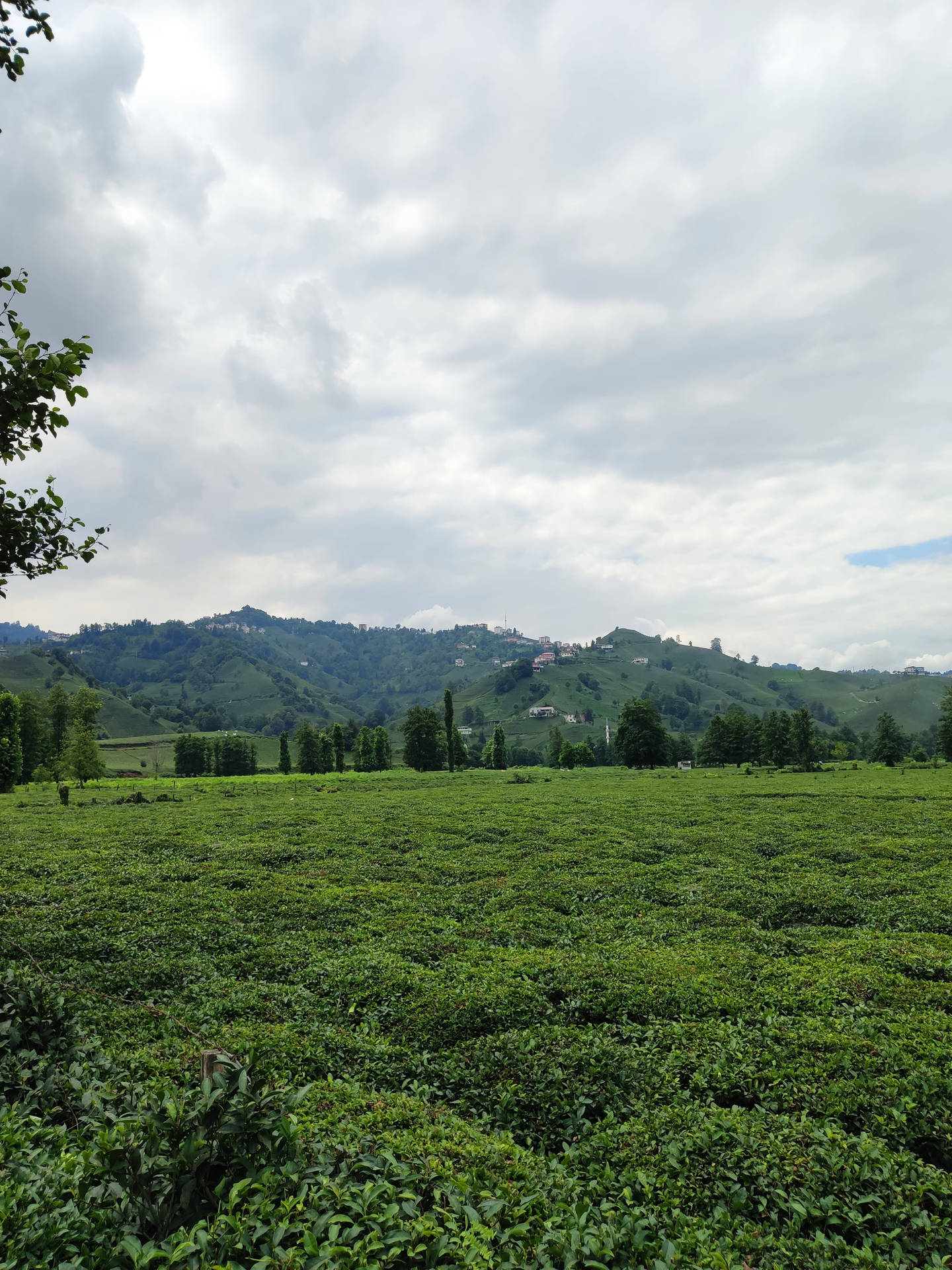 Tea Garden In Turkey Background