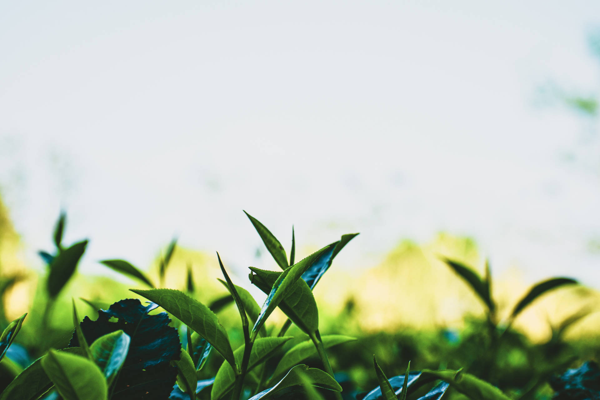 Tea Garden Leaves Background