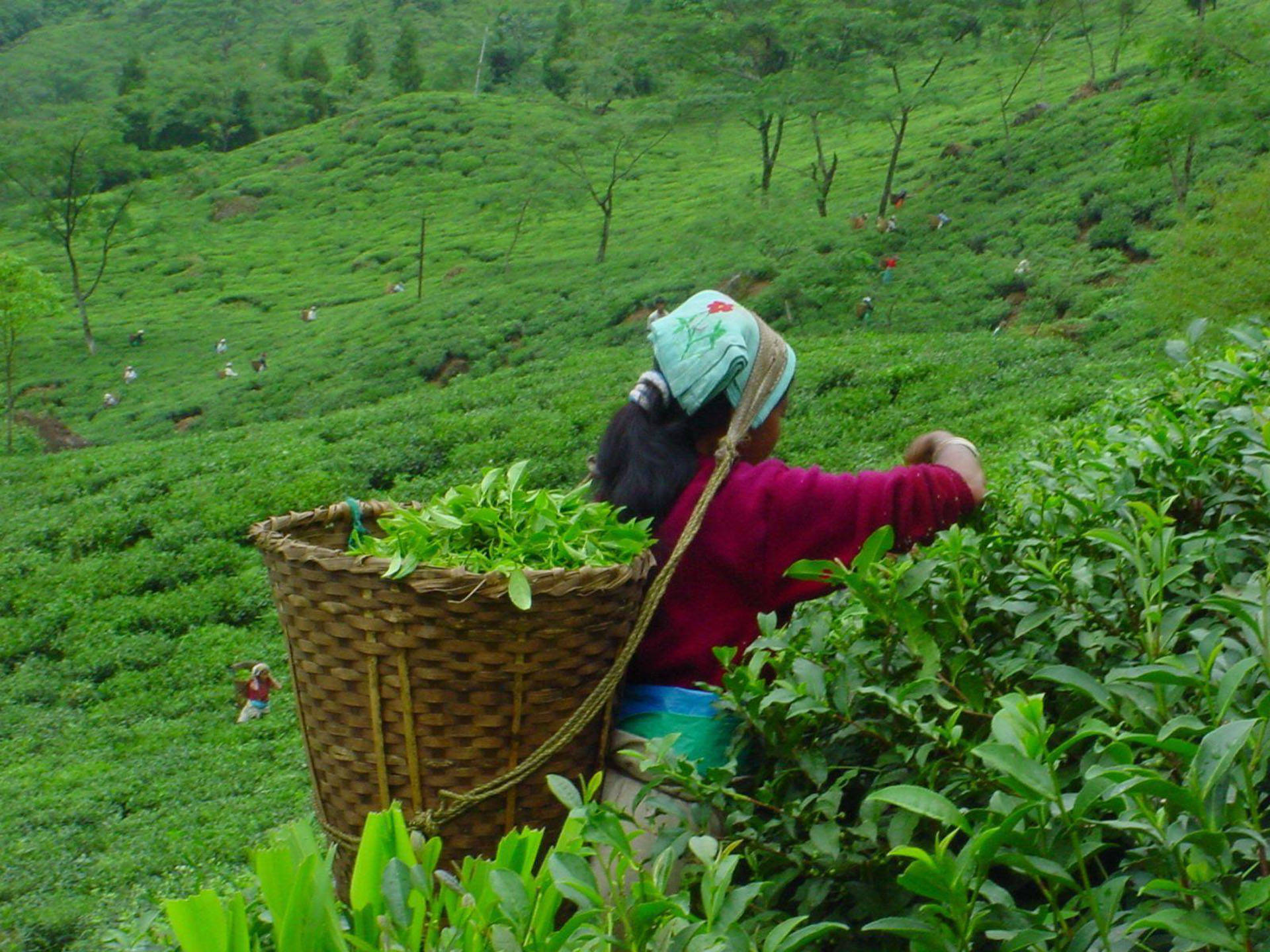Tea Garden Picker In India Background