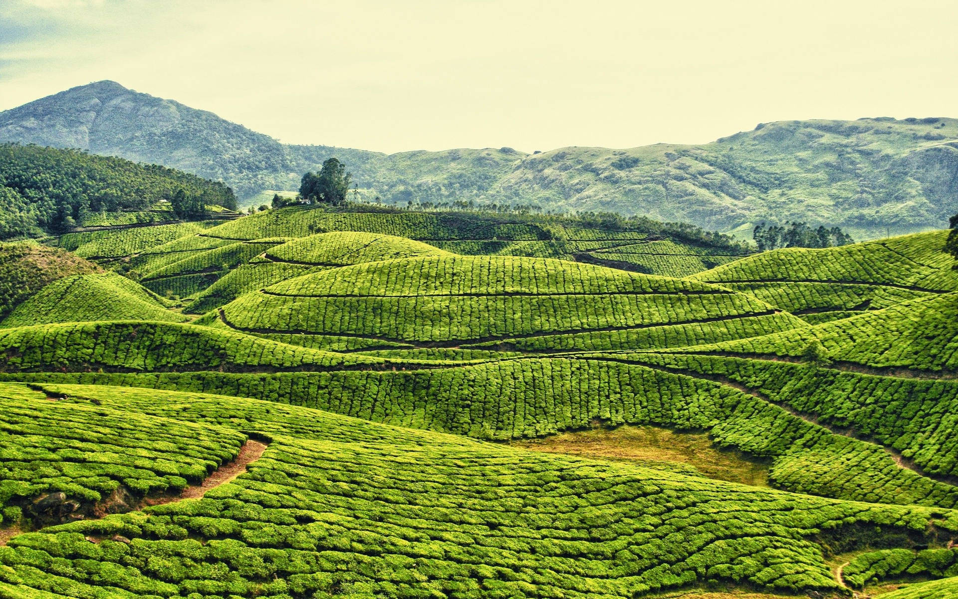 Tea Gardens In India