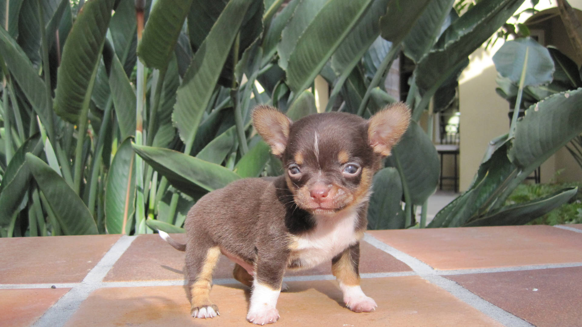 Teacup Chihuahua Puppy Background